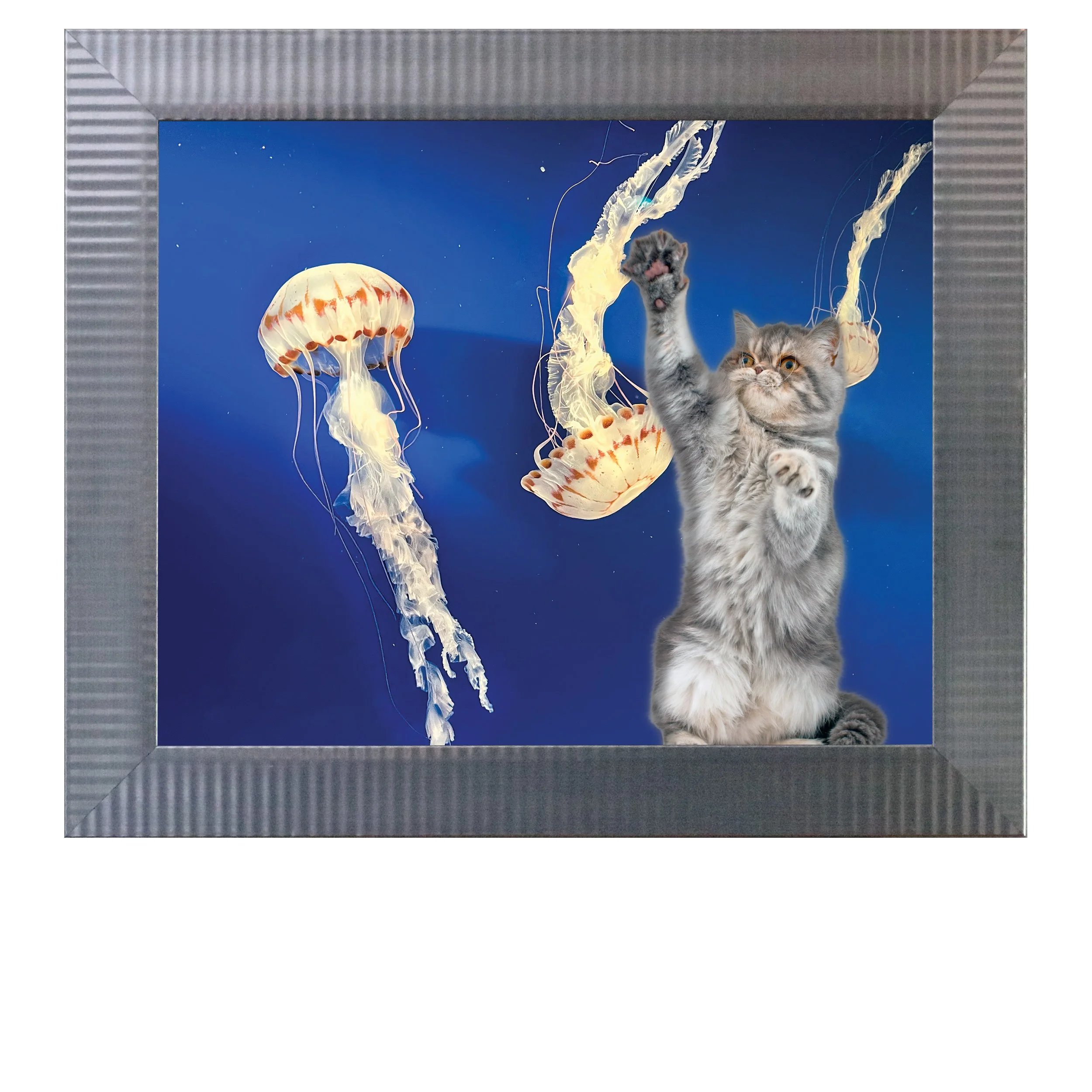Jelly-Trio-CAT.jpg