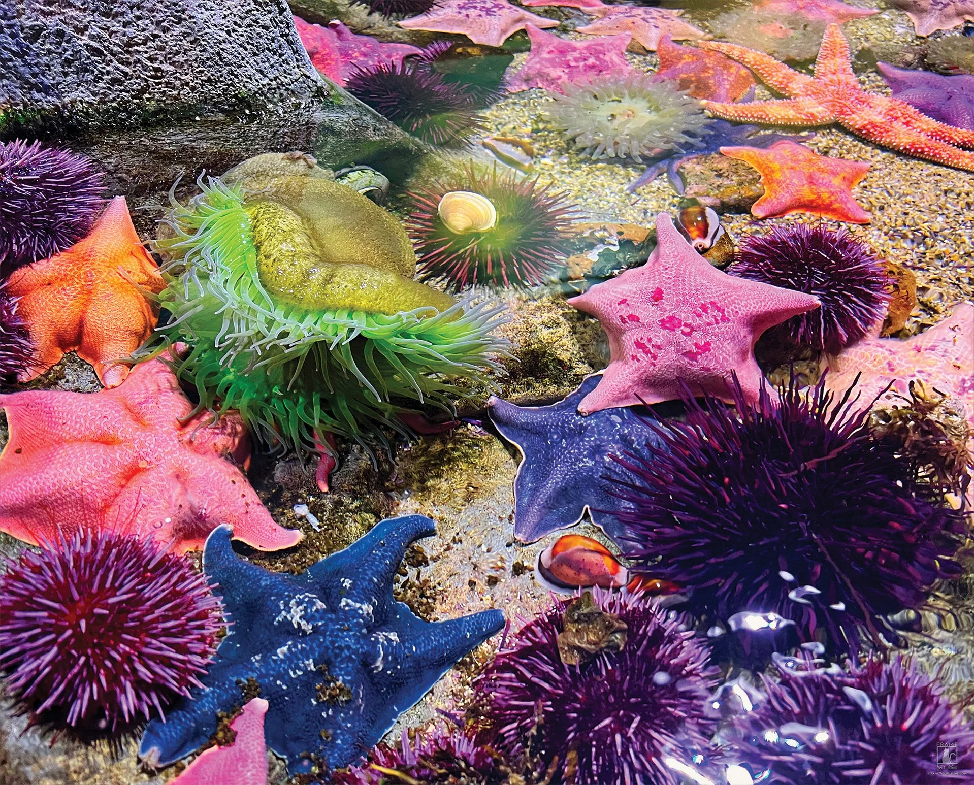"Constellation Pool" | Photography by Kristina Hughes