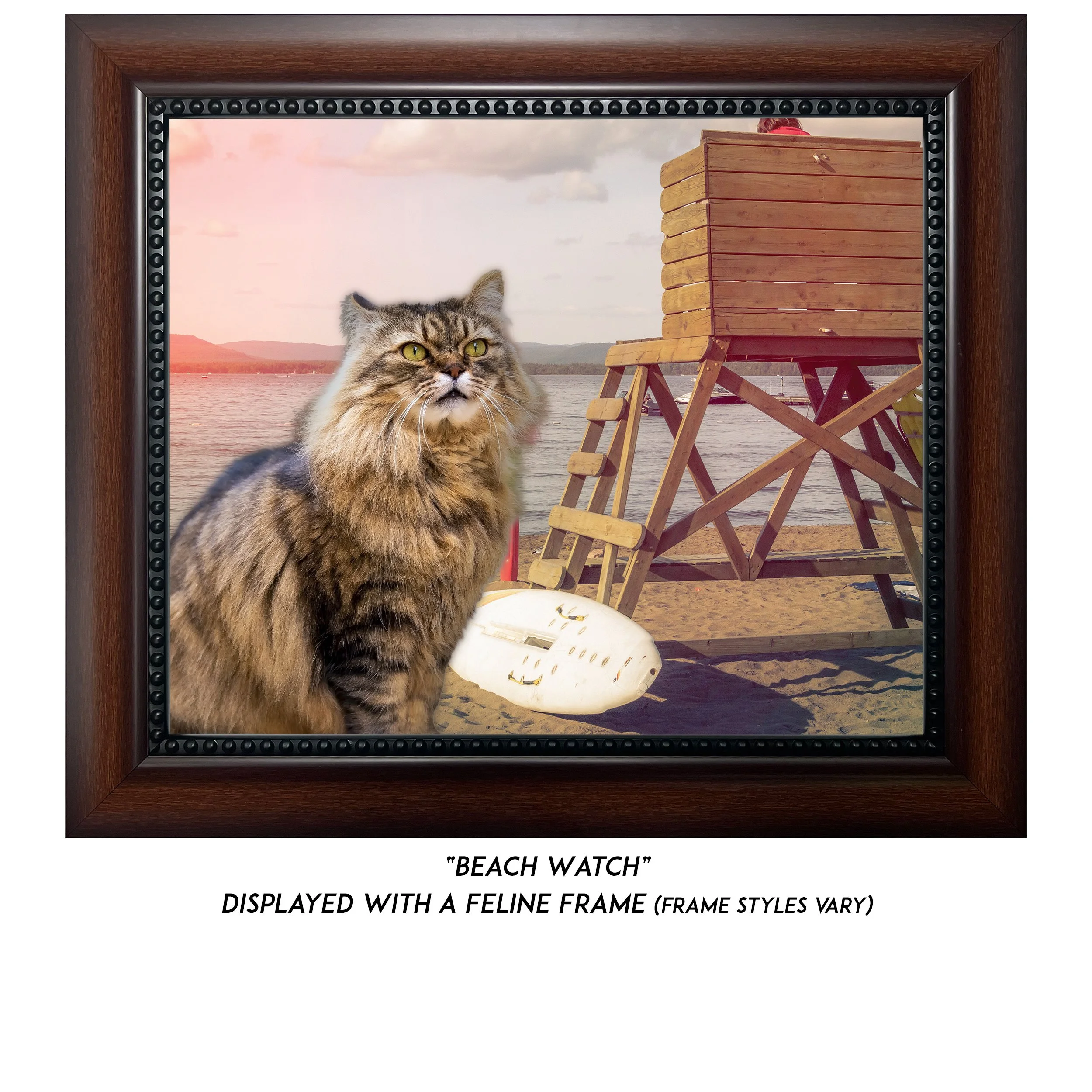 Beach-Watch-CAT.jpg
