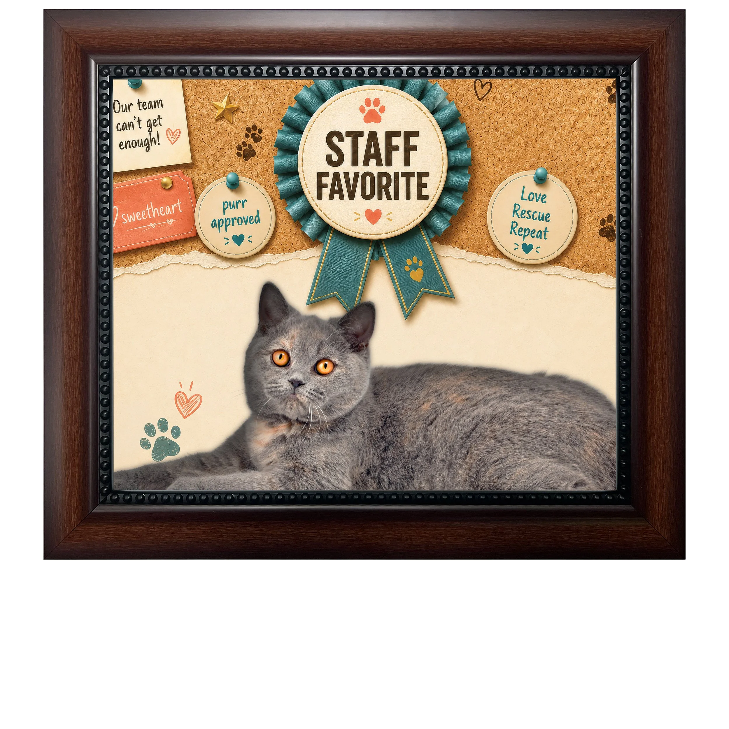 Staff-Favorite-CAT.jpg