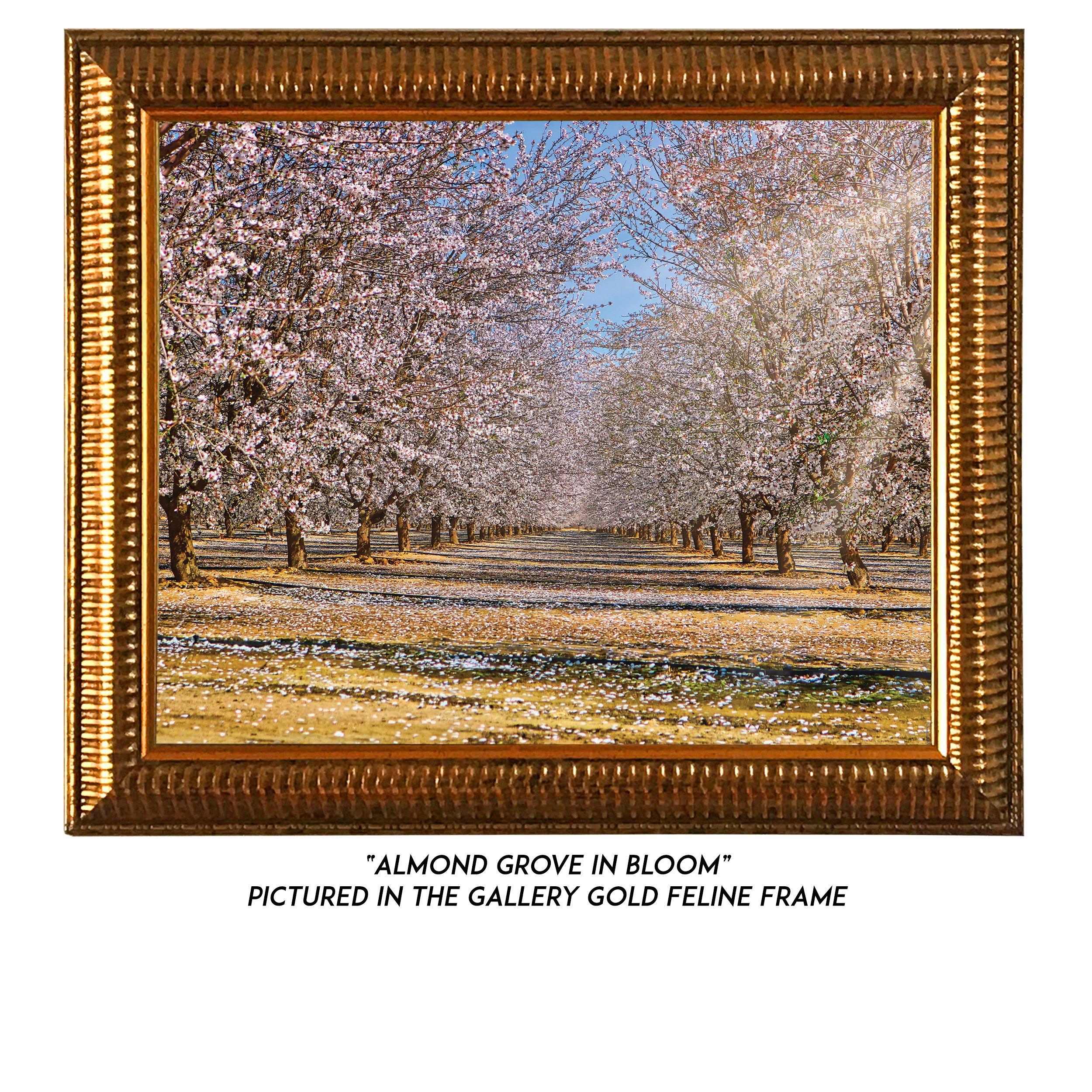 Almond-Grove-In-Bloom-G.jpg
