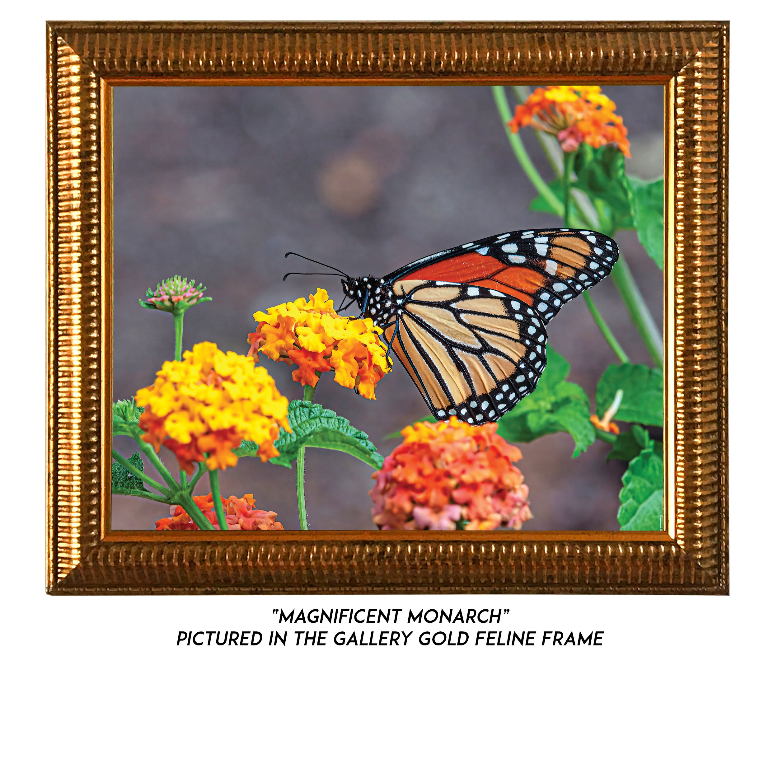 Magnificent-Monarch-G.jpg