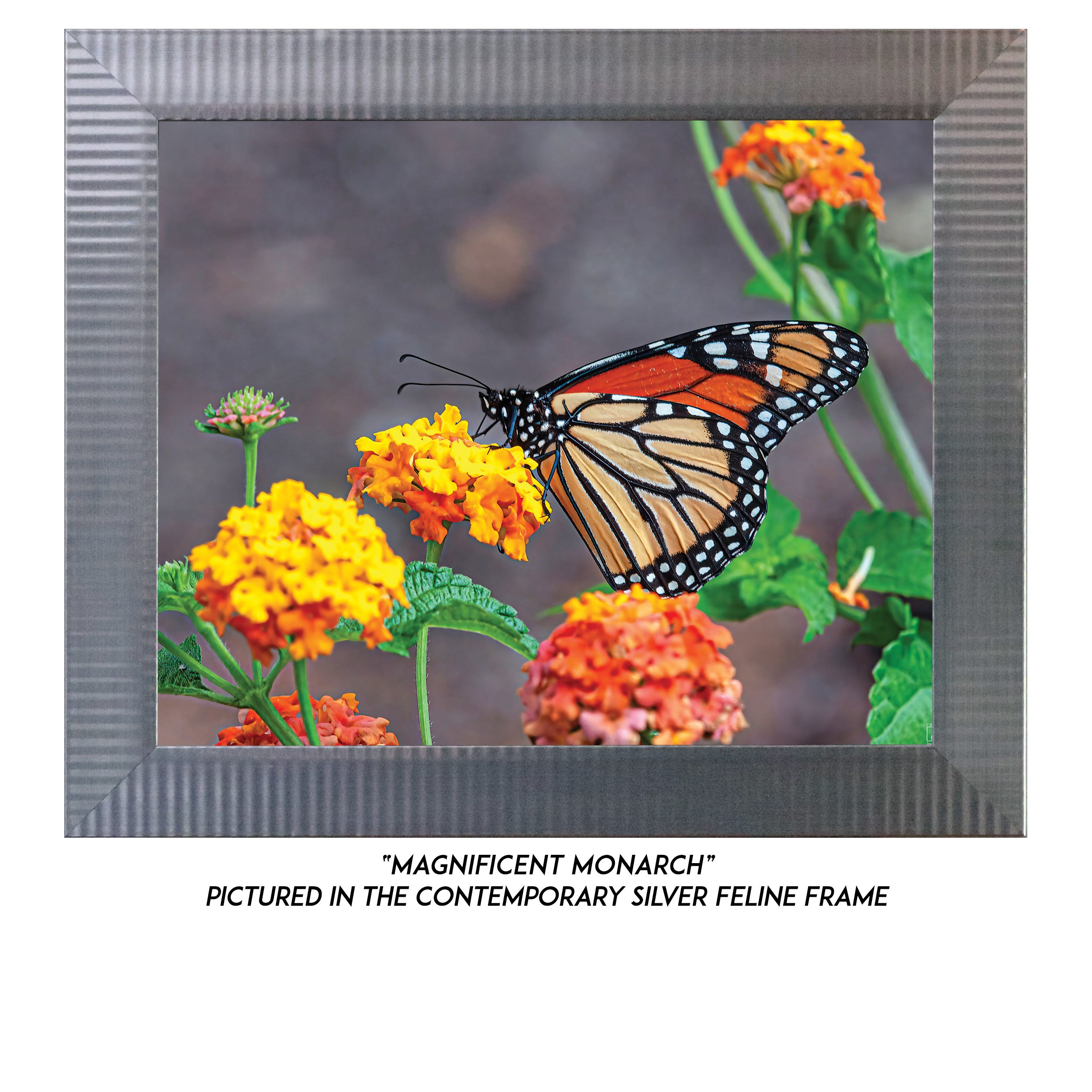 Magnificent-Monarch-S.jpg