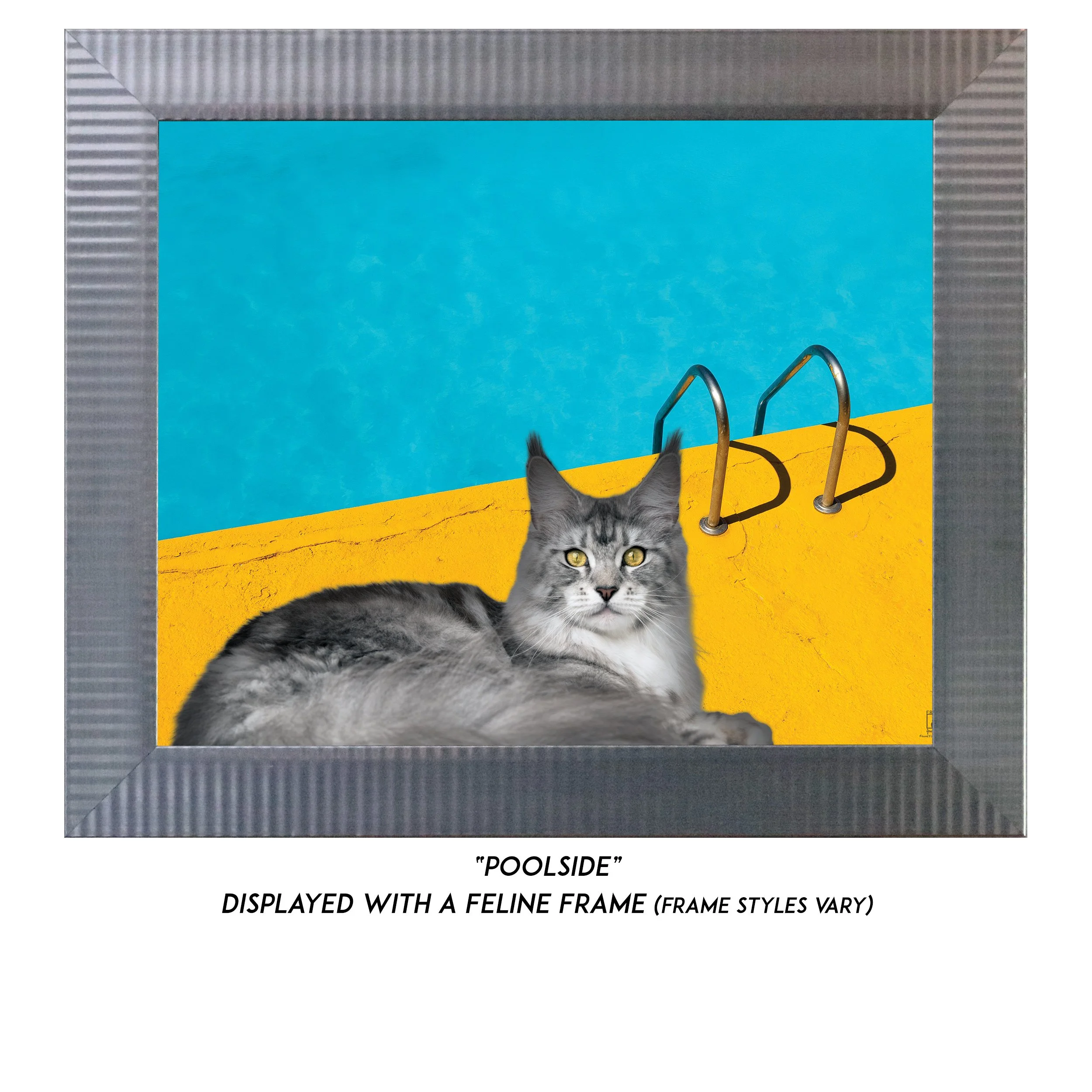 Poolside-CAT.jpg