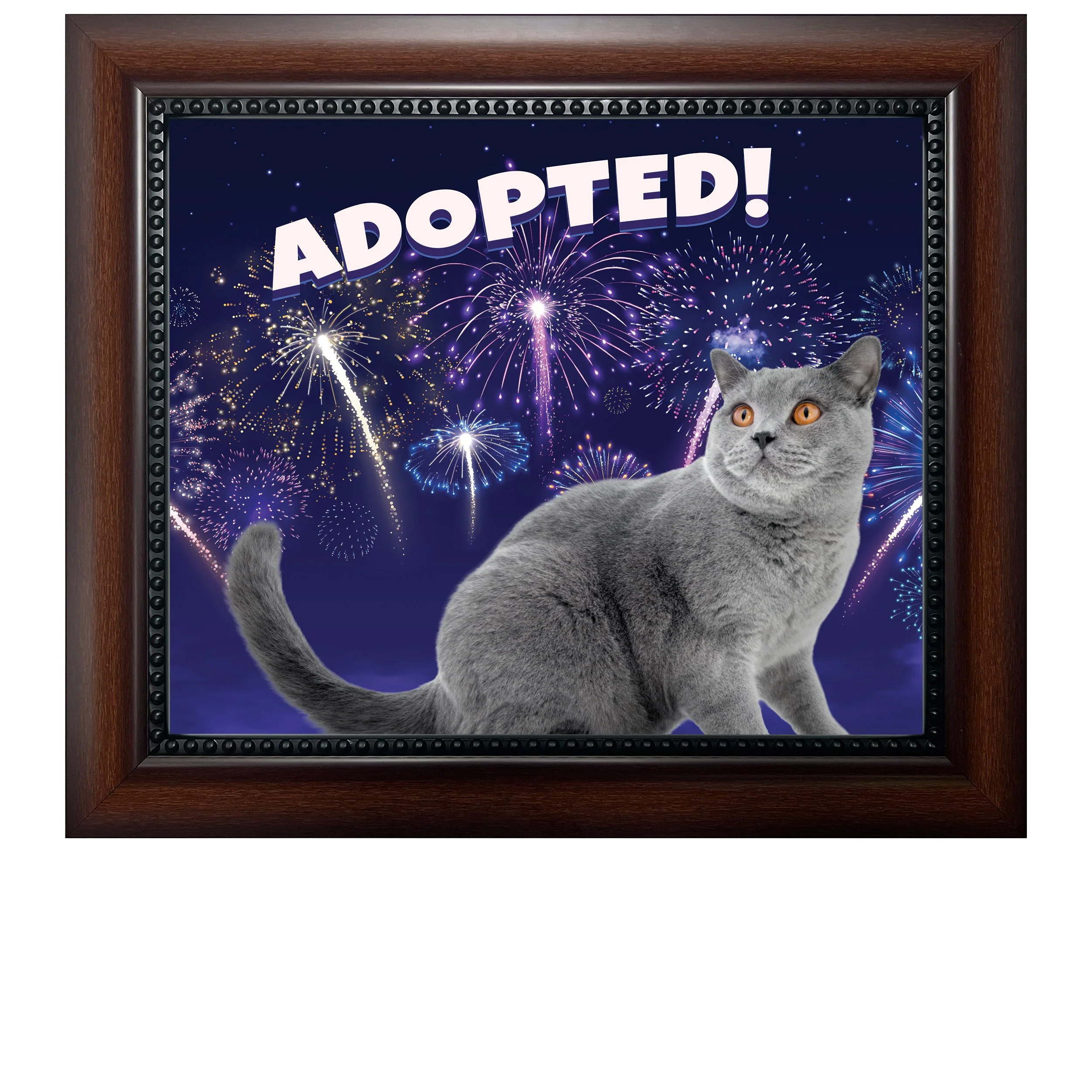 Adopted-(Fireworks)-CAT.jpg