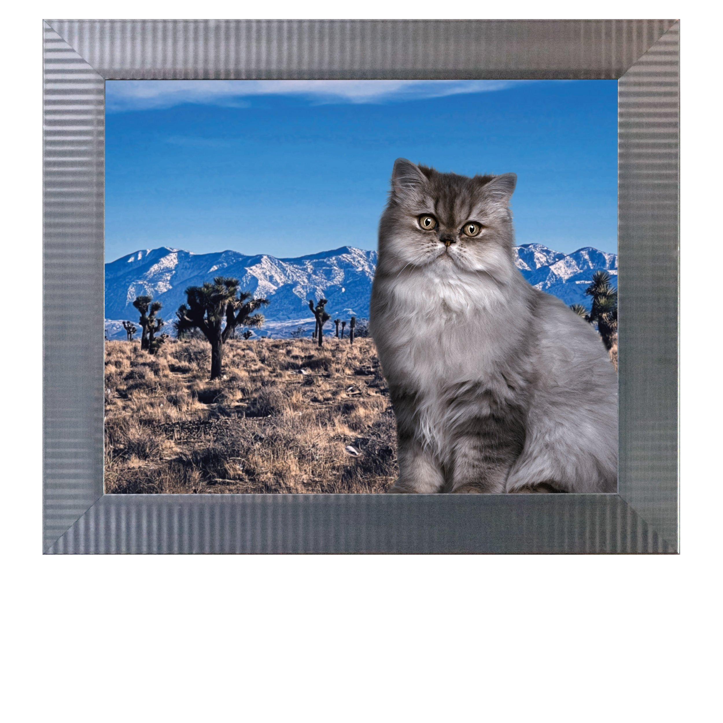 Desert-View-CAT.jpg