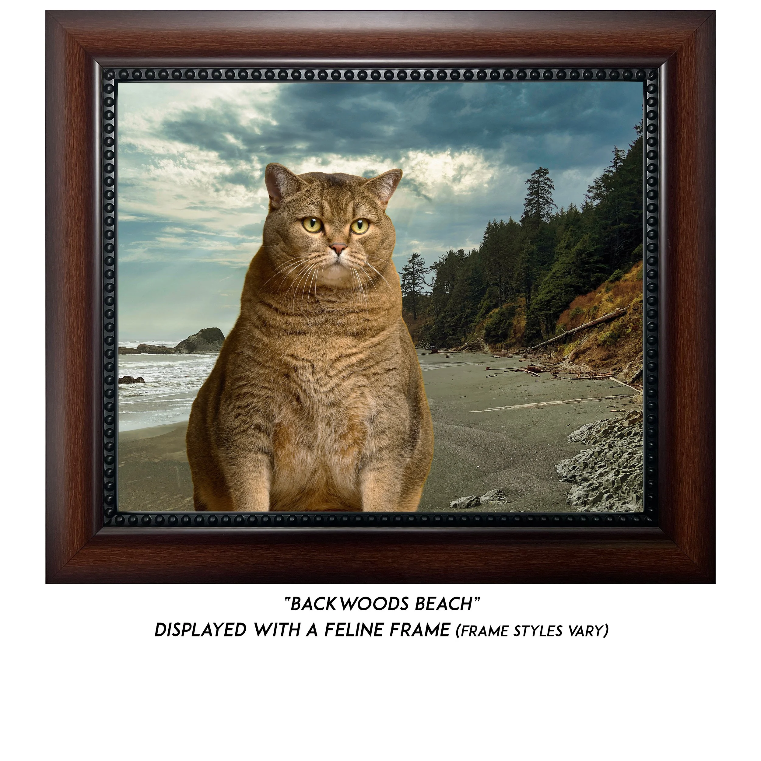 Backwoods-Beach-CAT.jpg (Copy)