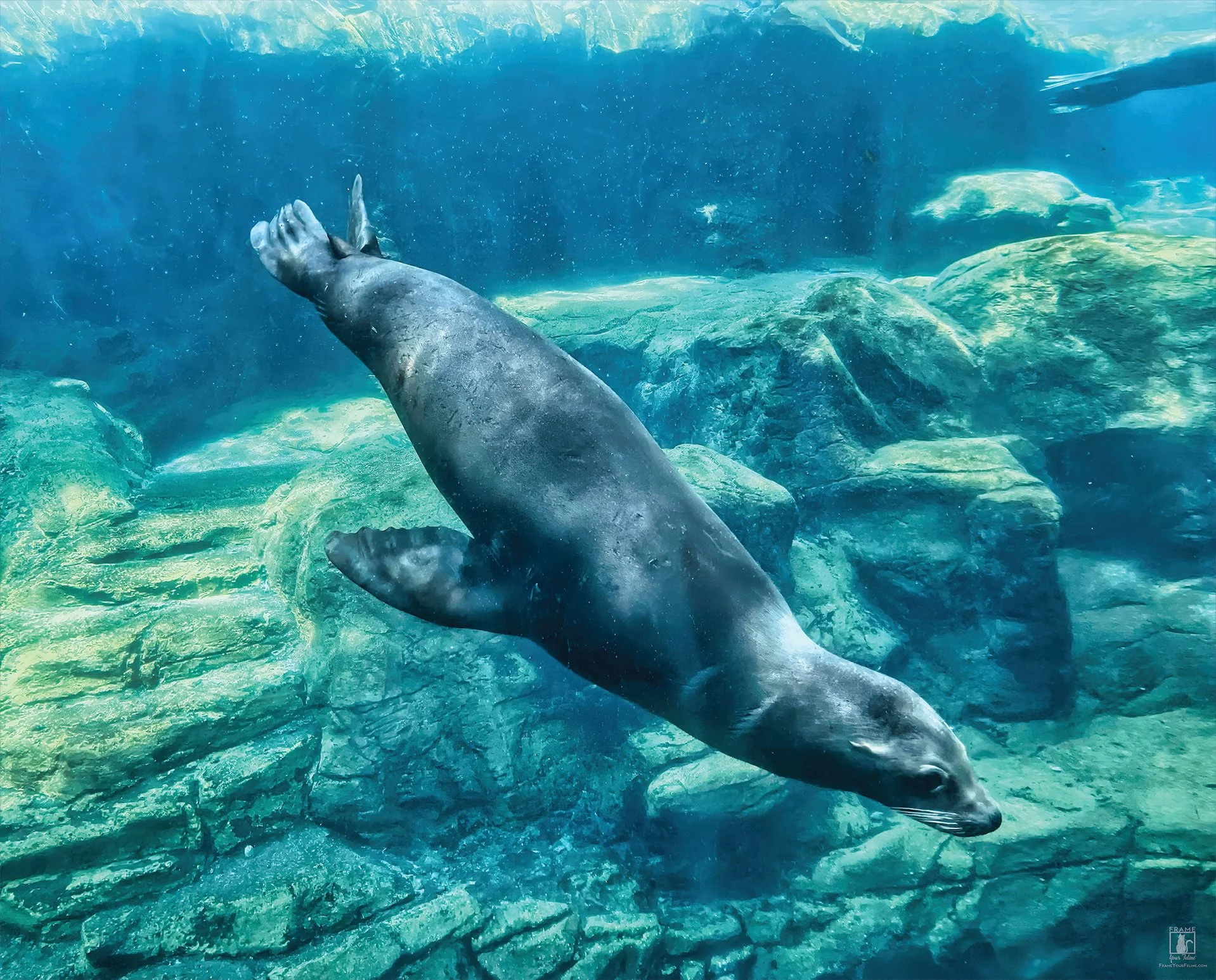 "Sea Lion Staircase" | Photography by Kristina Hughes
