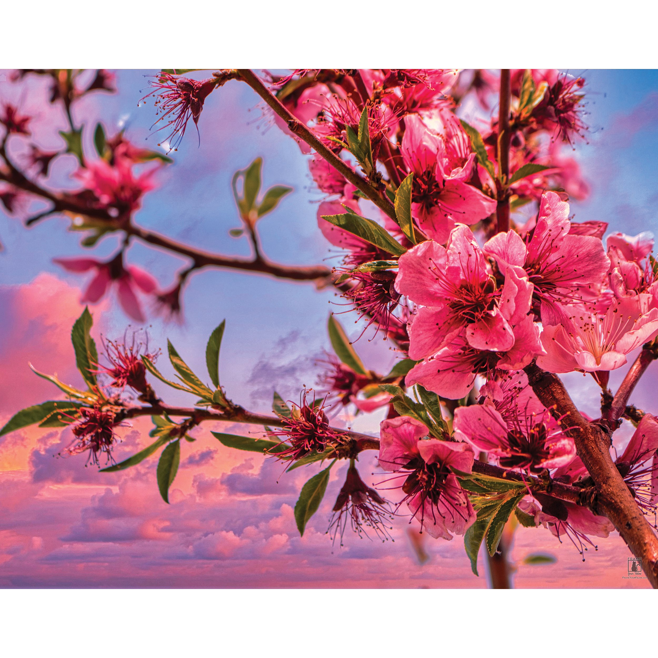"Peach Tree Blossoms" | By Brian Vermeire