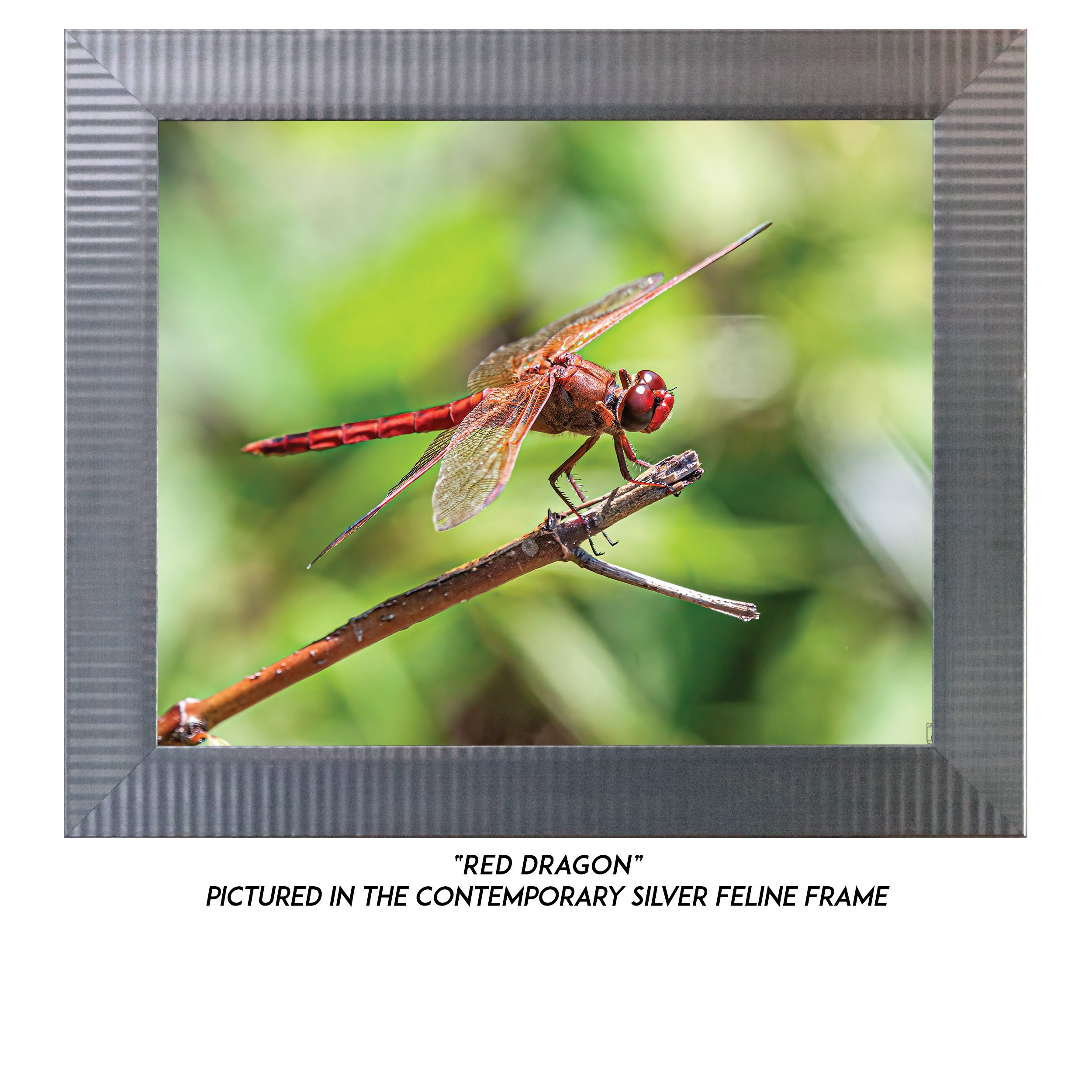 Red-Dragon-S.jpg