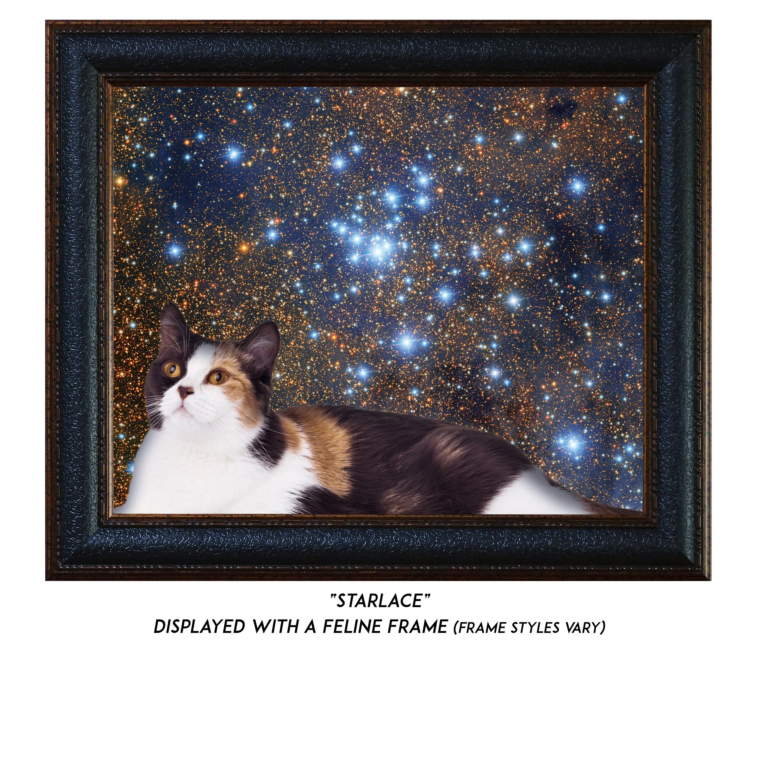 Starlace-CAT.jpg