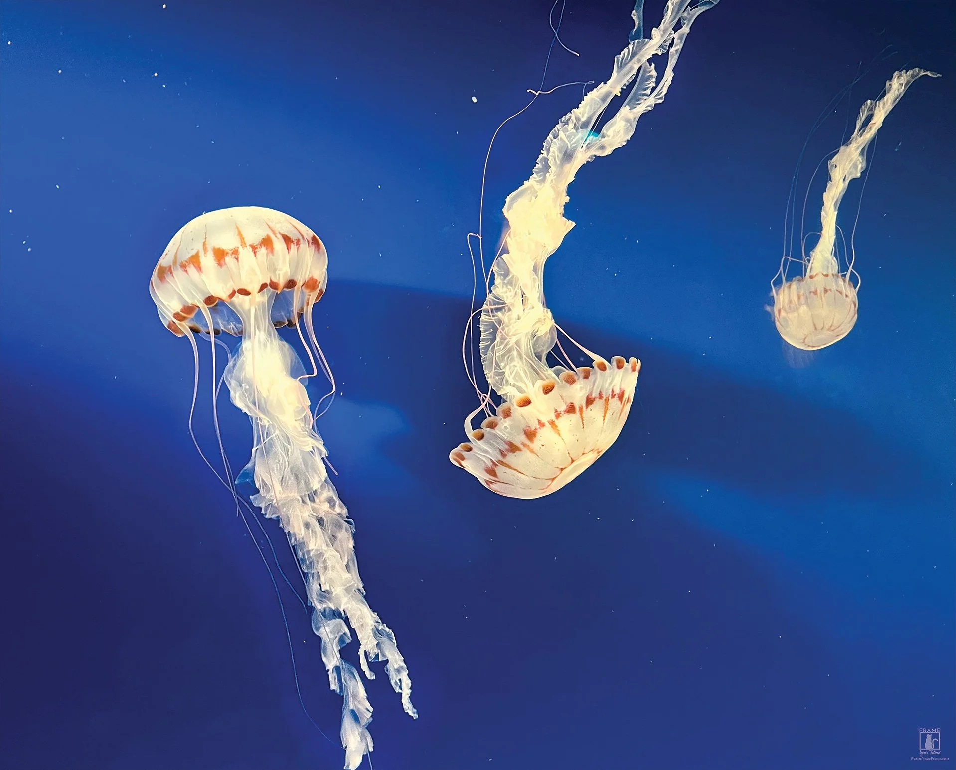 "Jelly Trio" | Photography by Kristina Hughes