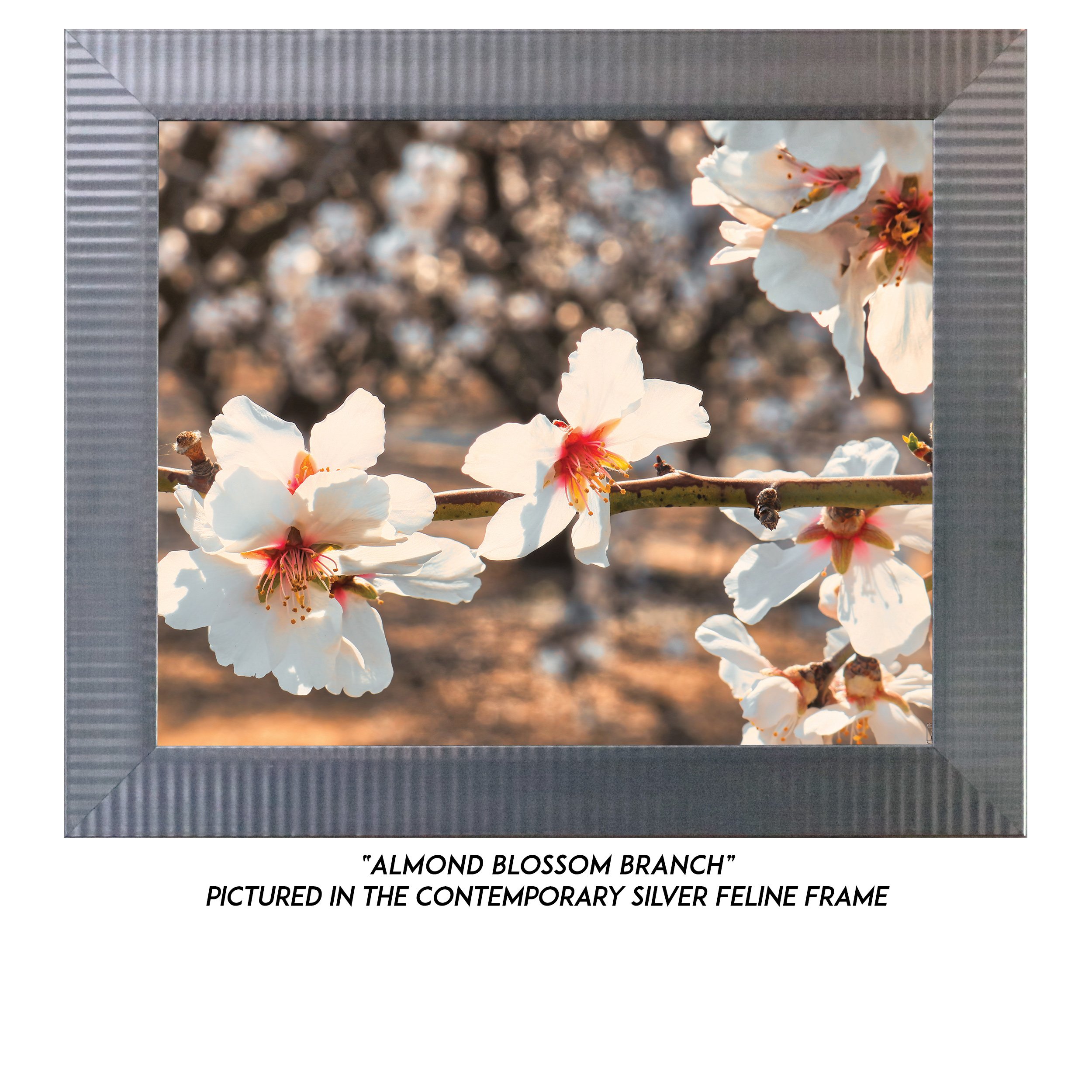 Almond-Blossom-Branch-S.jpg