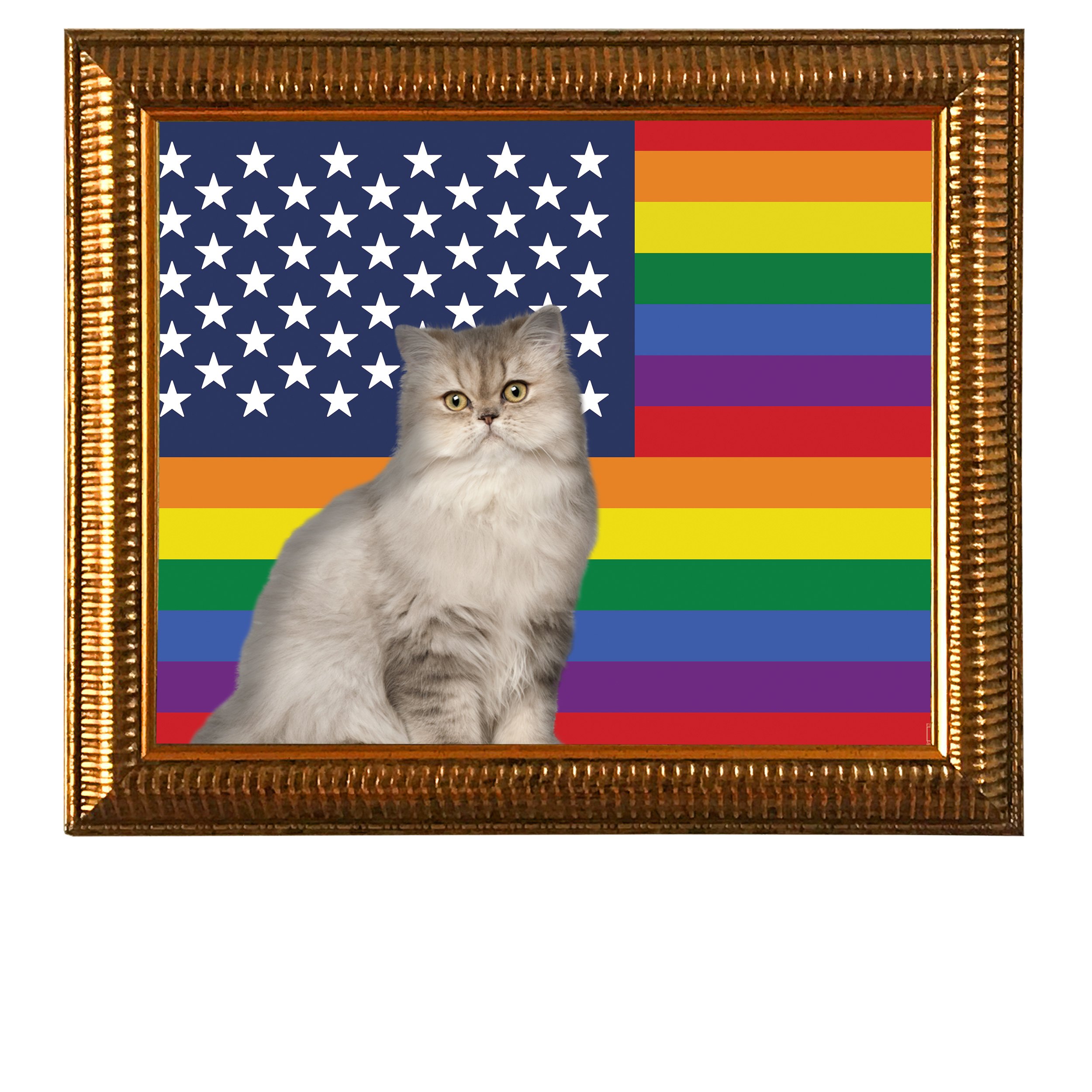 LGBTQ-American-Flag-CAT.jpg