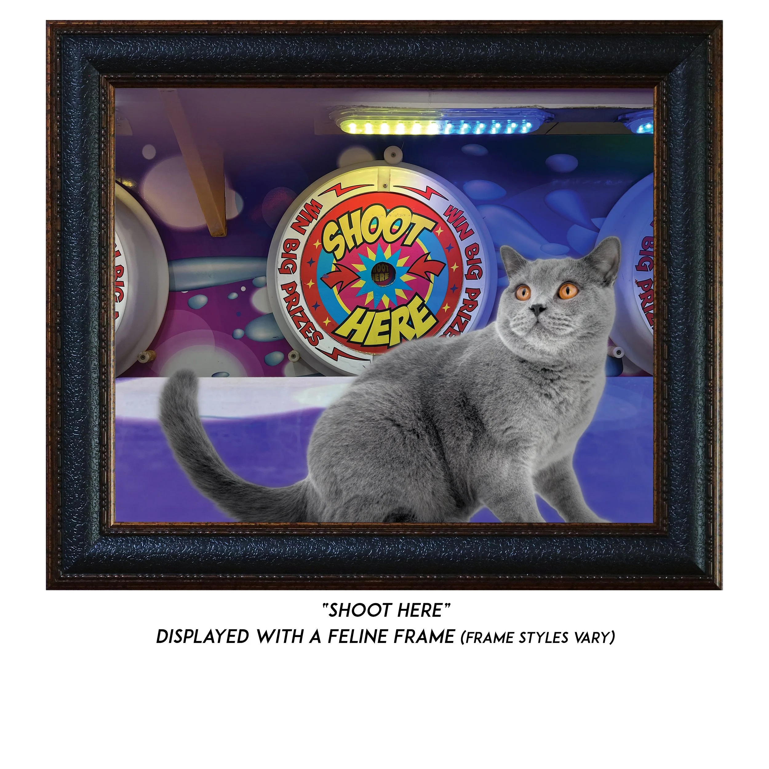 Shoot-Here-CAT.jpg