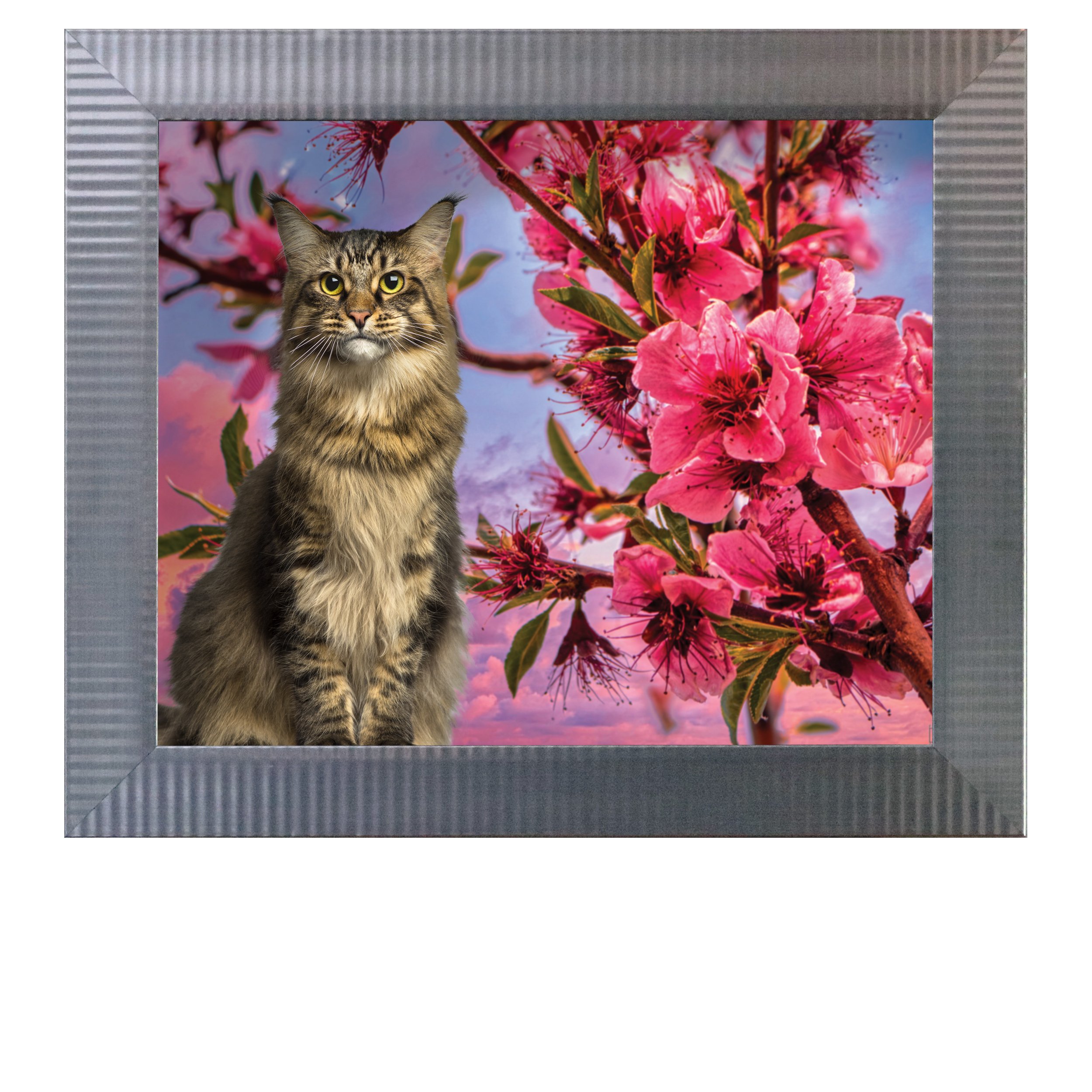 Peach-Tree-Blossoms-Cat.jpg