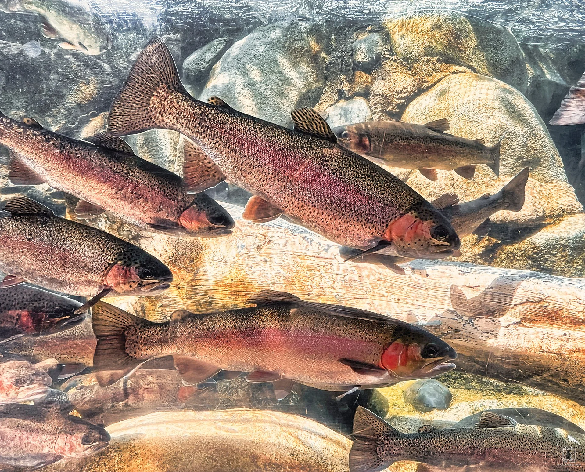 "Trout Throughout" | Photography by Brian Vermeire