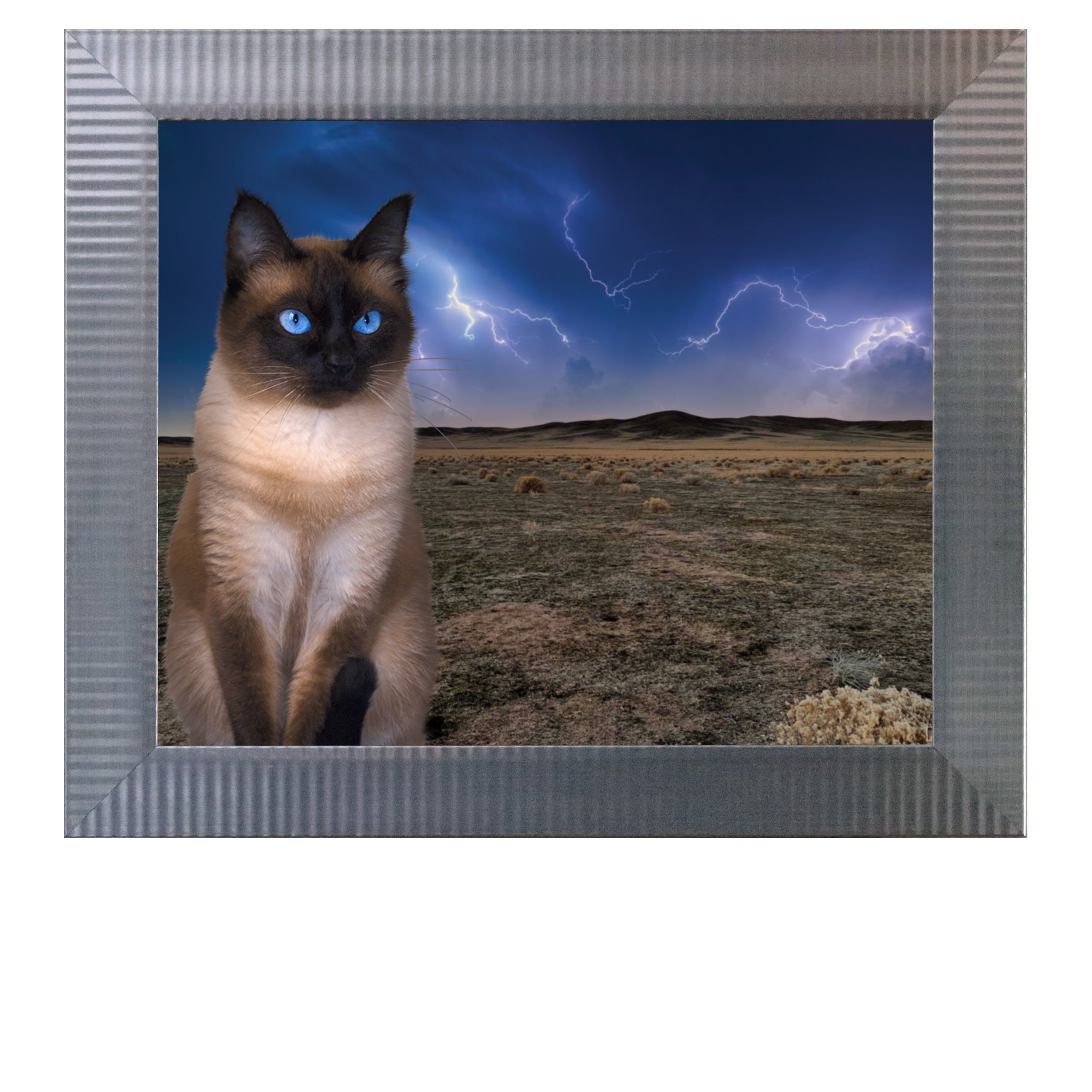 Desert-Storm-CAT.jpg