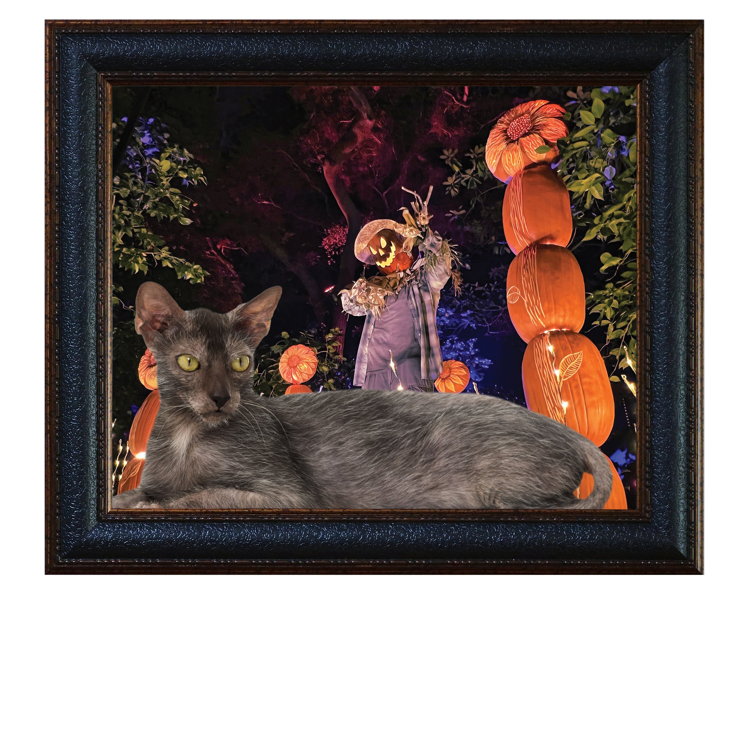 Farmer-Jack-CAT.jpg