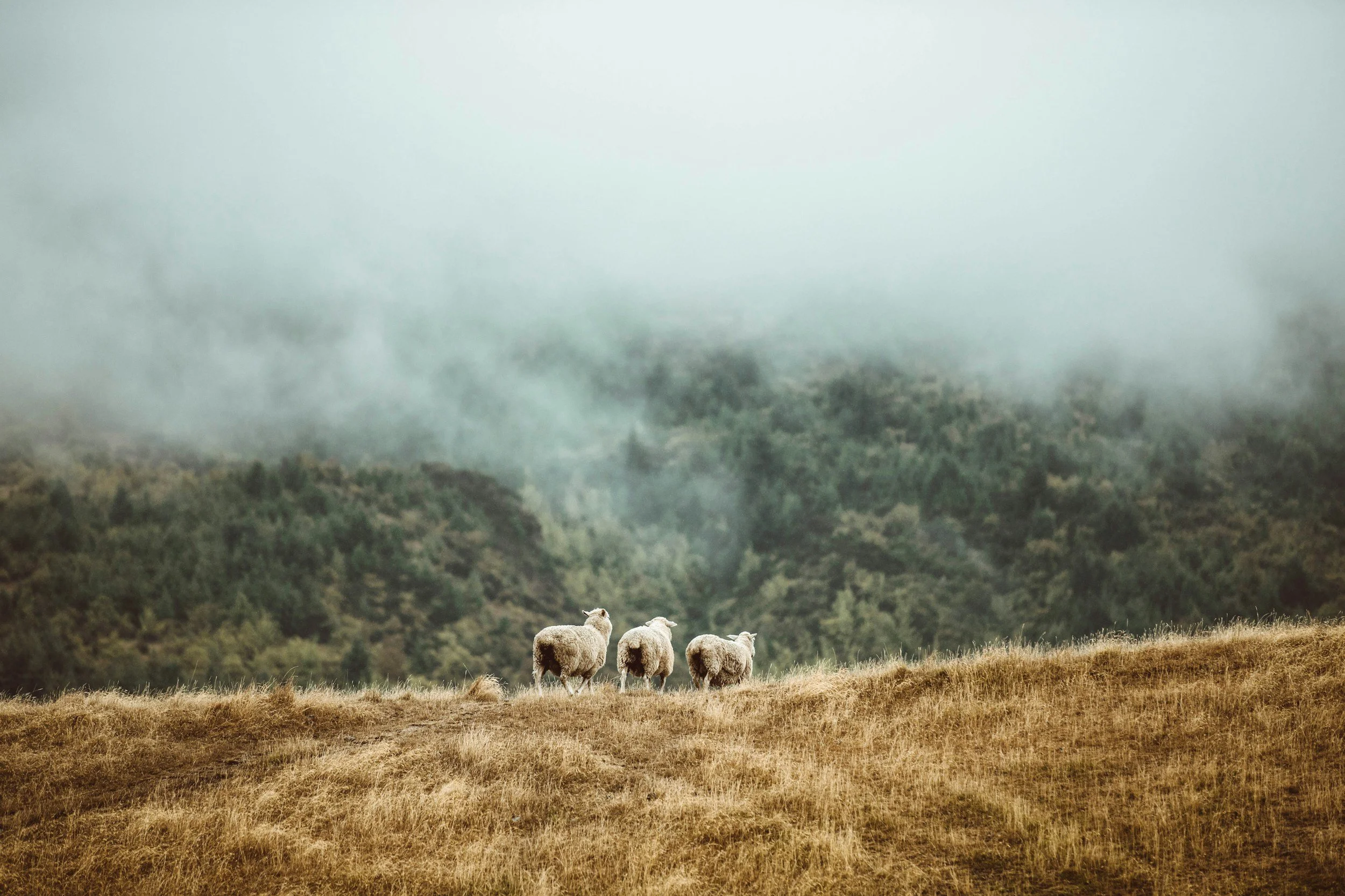 Three sheep standing on a grassy hill with a foggy forested mountain in the background.