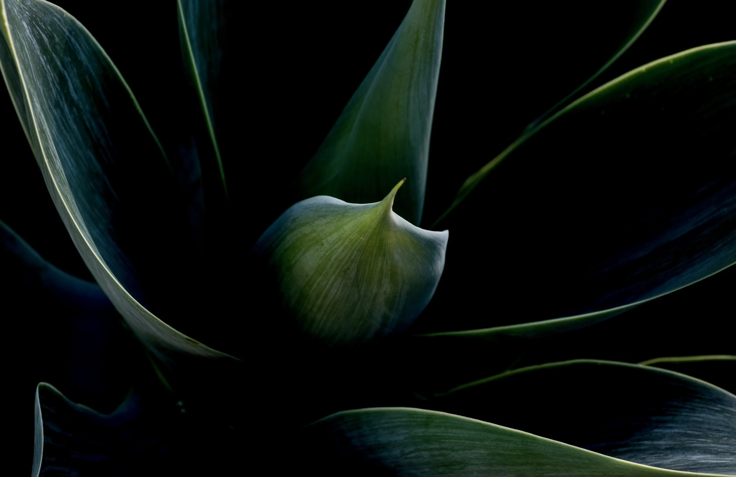 Agave Plant 1
