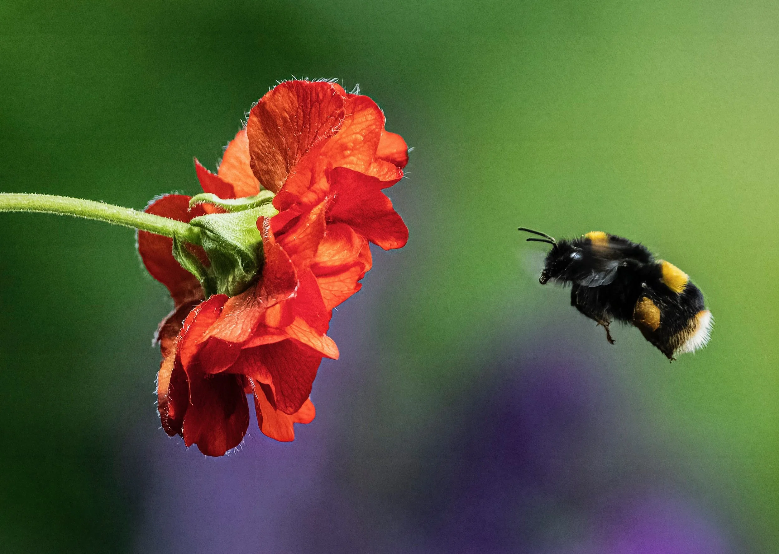 Bumble Bee - Old Station Road