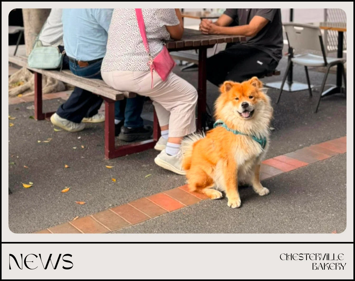 Top 5 Dog-Friendly Cafés in Melbourne 