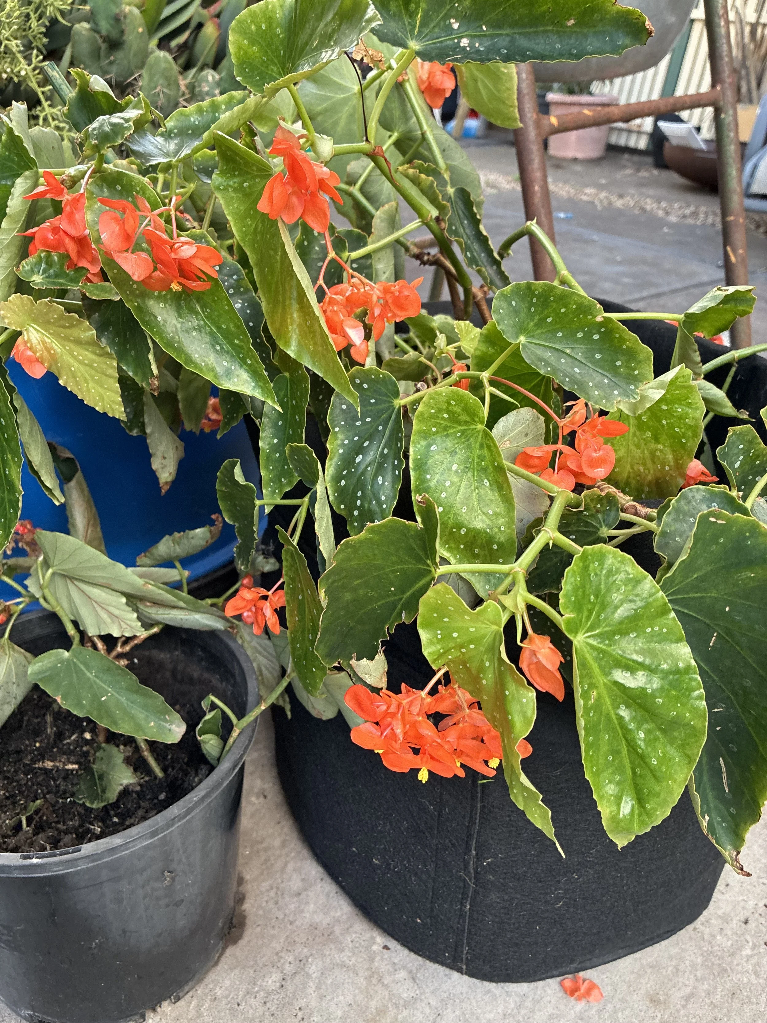 mums fav begonia