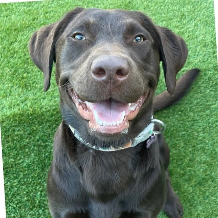 Close-up of a happy, smiling chocolate Labrador retriever lying on green grass, facing the camera.