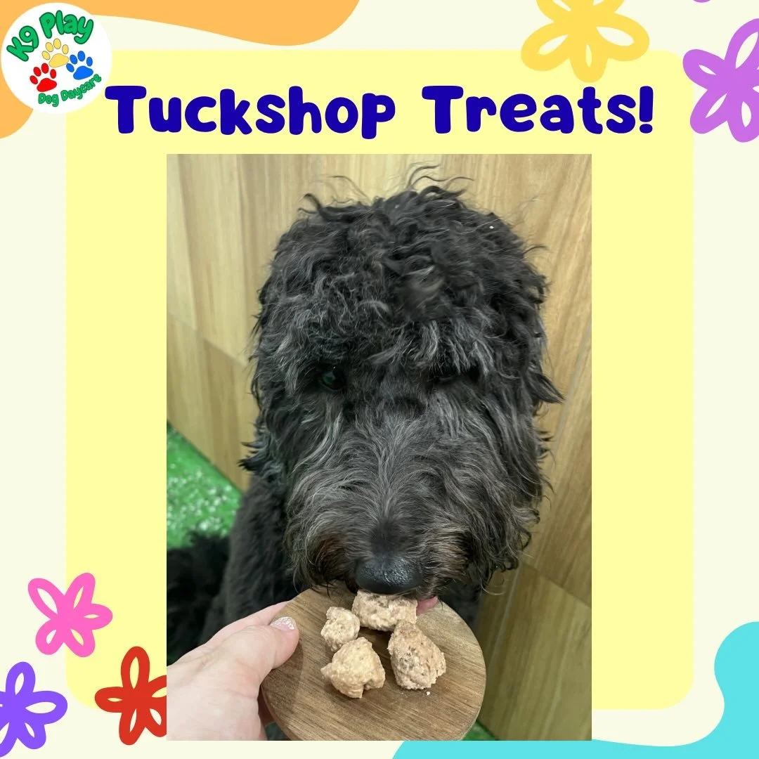 Loubi, Vee, Charlie and Minnie loved their meatballs!