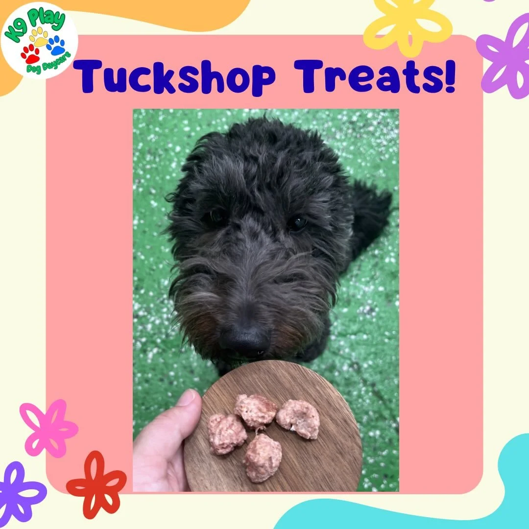 Loubi, Minnie and Monet loved their meatballs!