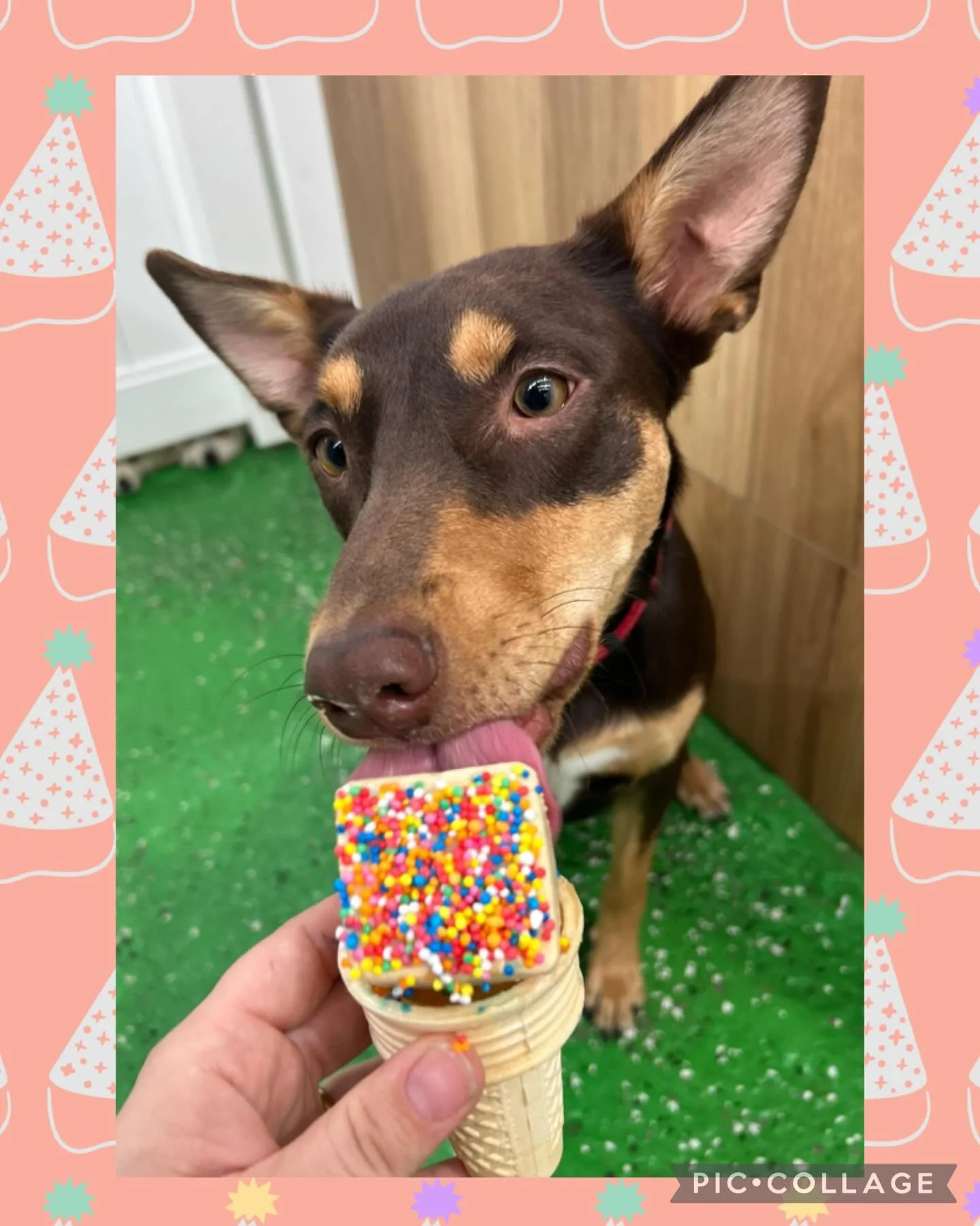 Maverick loved his birthday icecream!