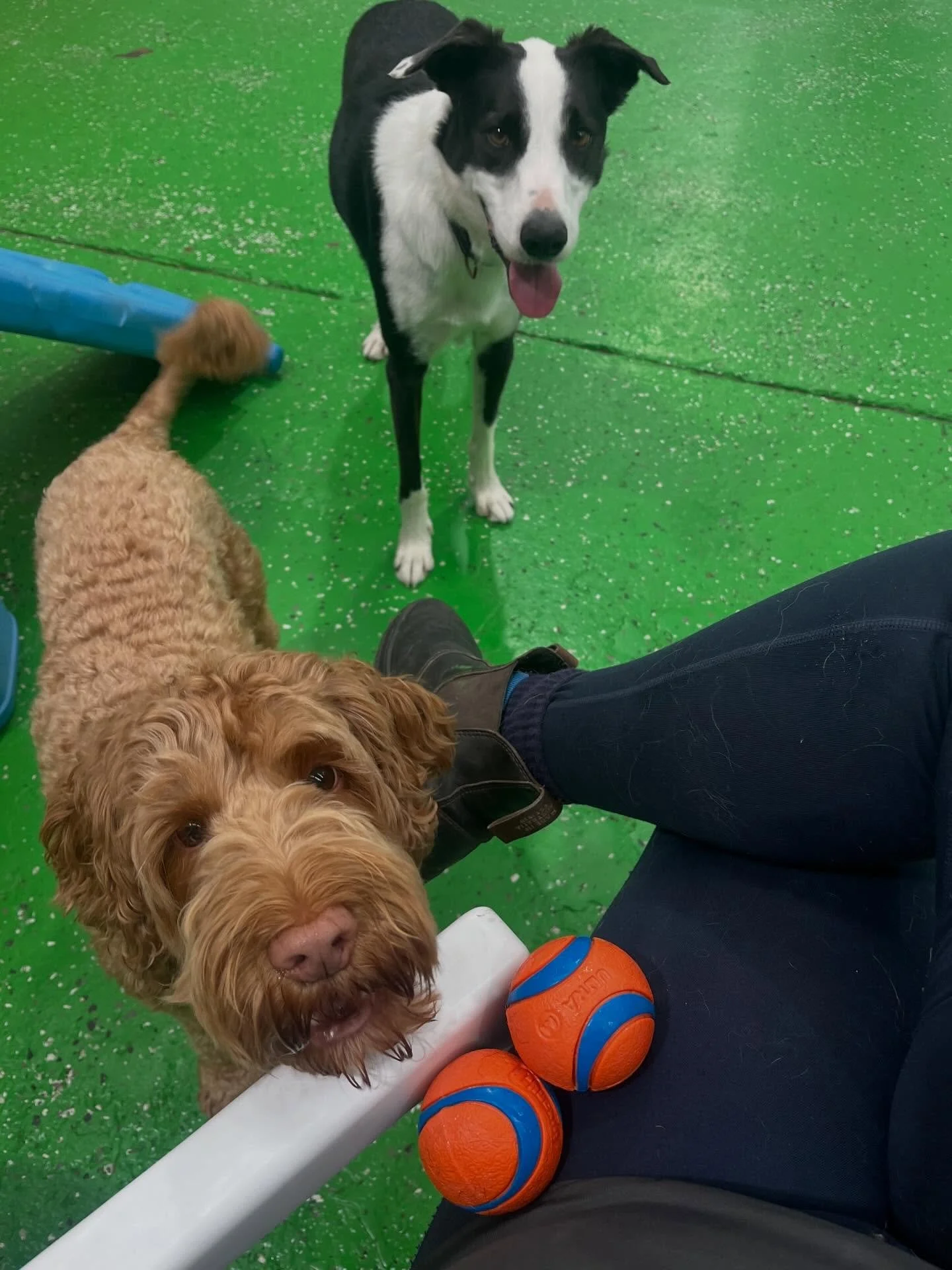 I think they want me to throw the ball 😂😂