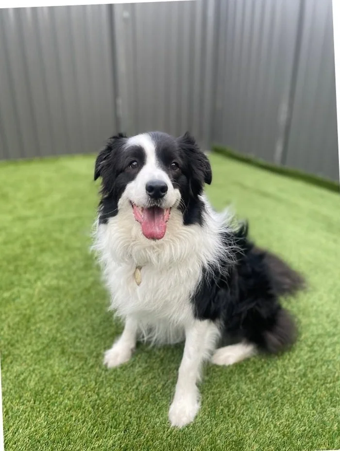 A black and white Border Collie dog sitting on a green grassy surface, with a gray metal fence in the background, smiling with its tongue out.