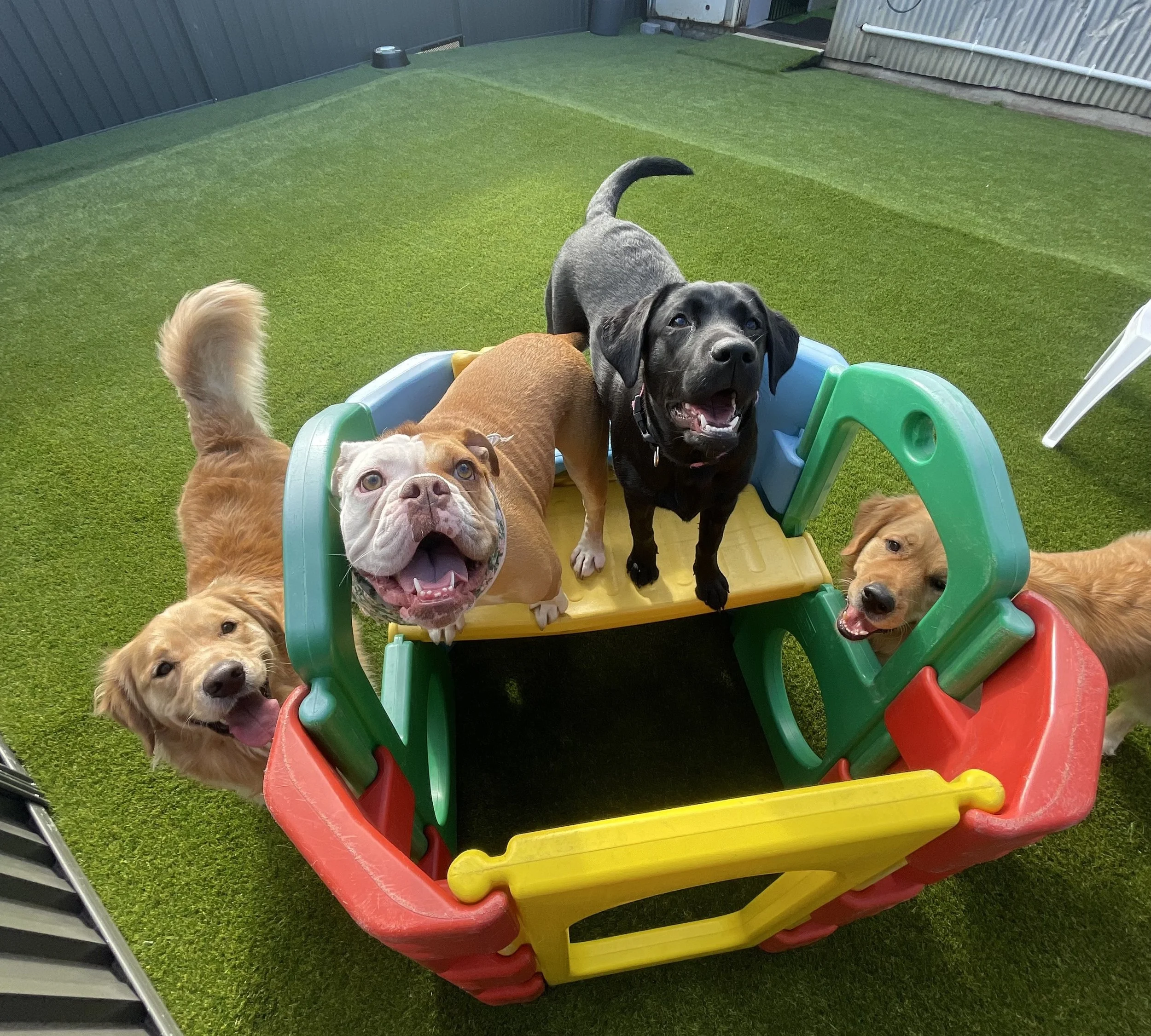 Dog in daycare 