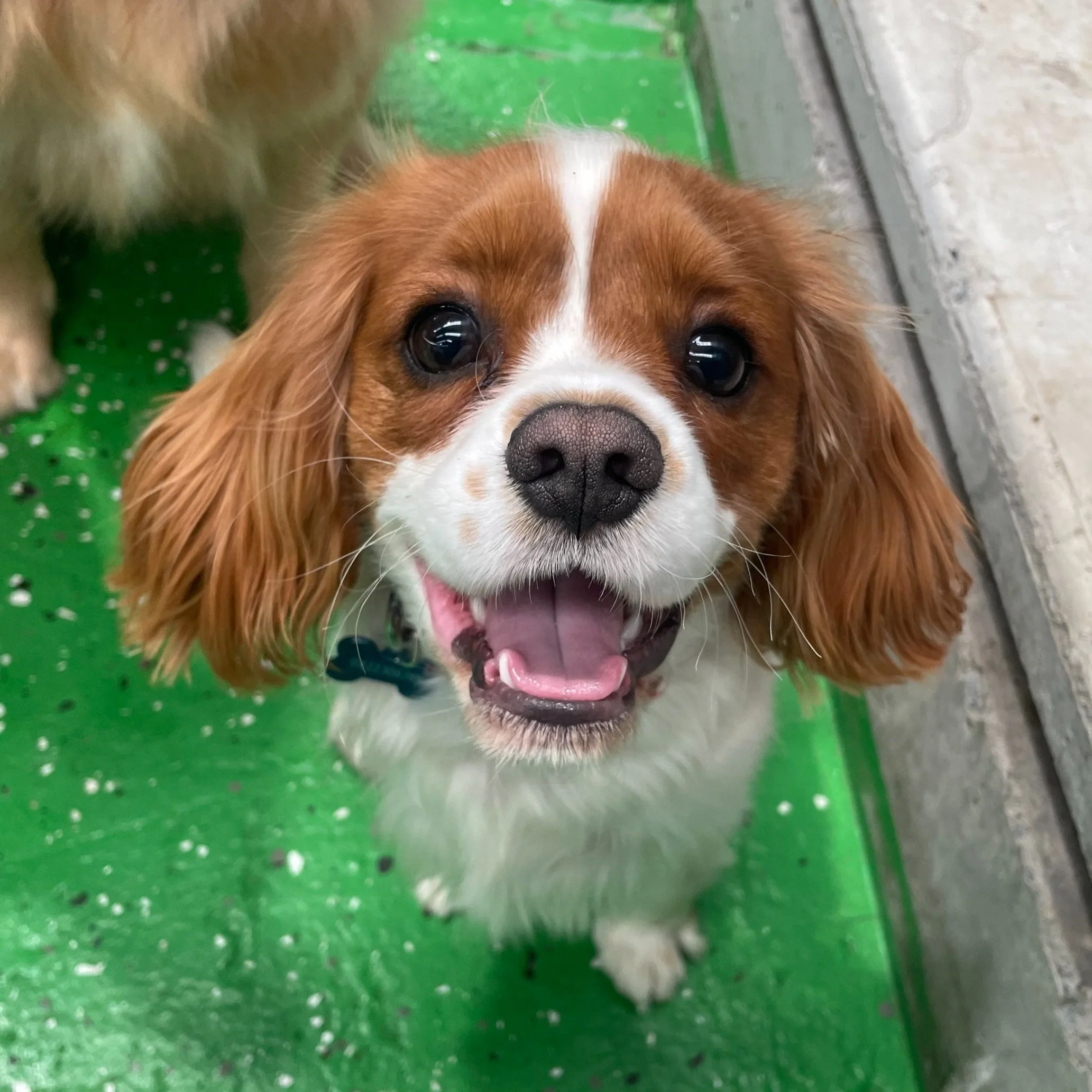 Close-up of a happy Cavalier King Charles Spaniel dog with brown and white fur, big dark eyes, and an open mouth showing a pink tongue.
