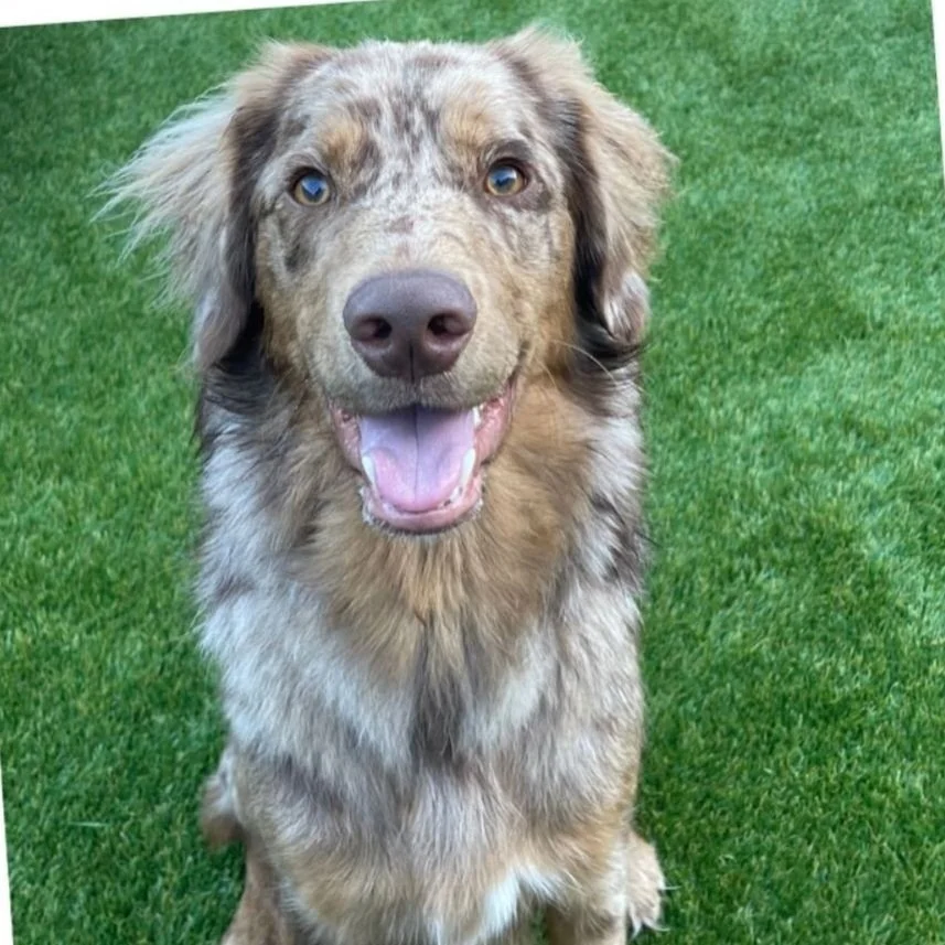 A happy dog with a merle coat sitting on green grass.