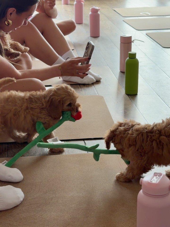 galentines puppy yoga 🌹 
such a cute event @allfenix x @puppyyogamelbourne_