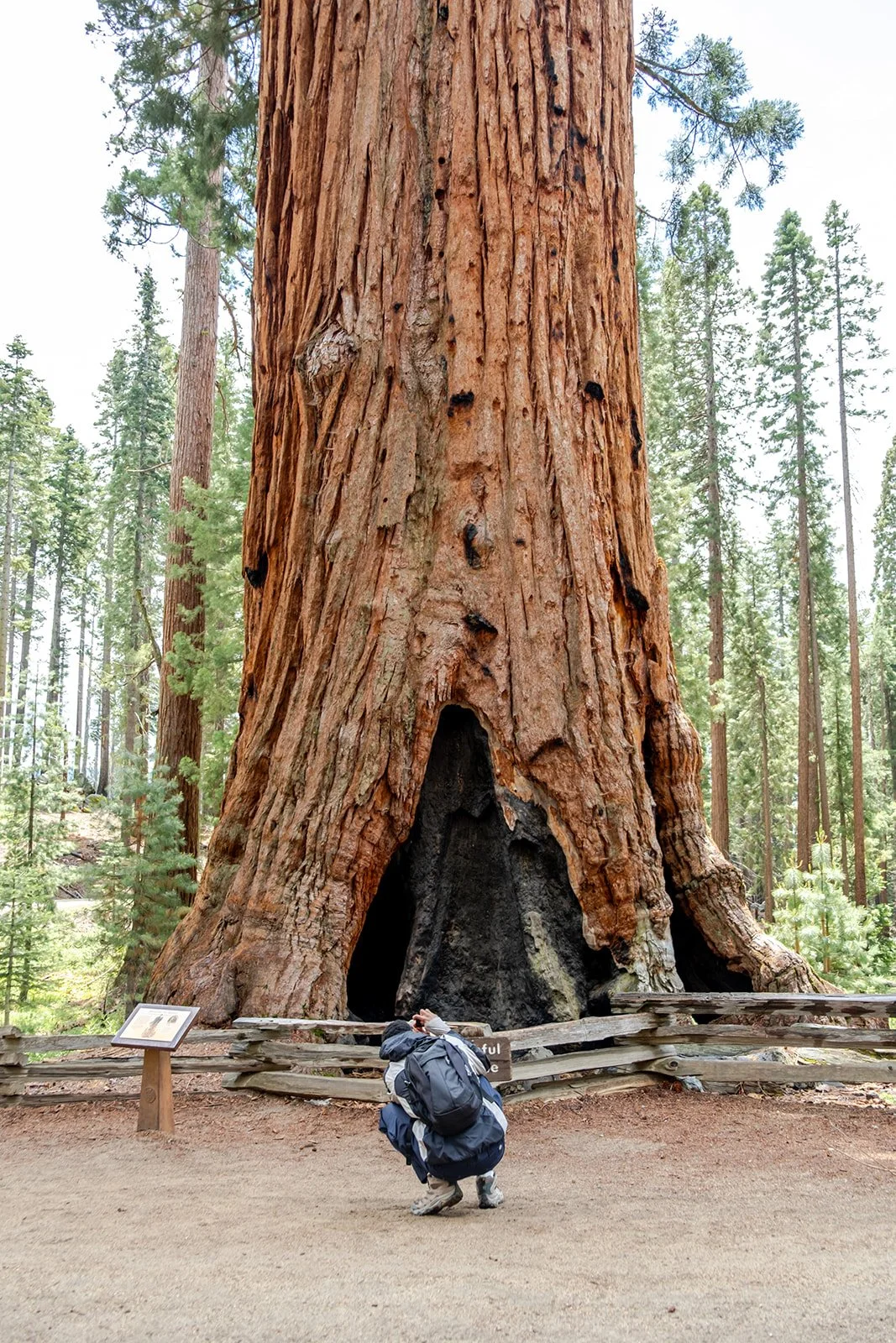 A person in outdoor gear kneeling in front of a massive redwood tree with a hollowed trunk in a forest.