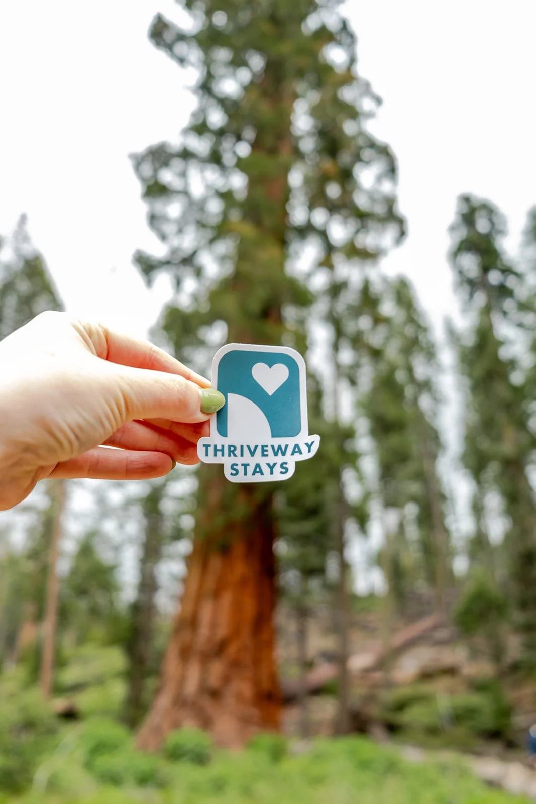Person holding a Thriveway Stays sticker in front of a tall tree in a forested area.