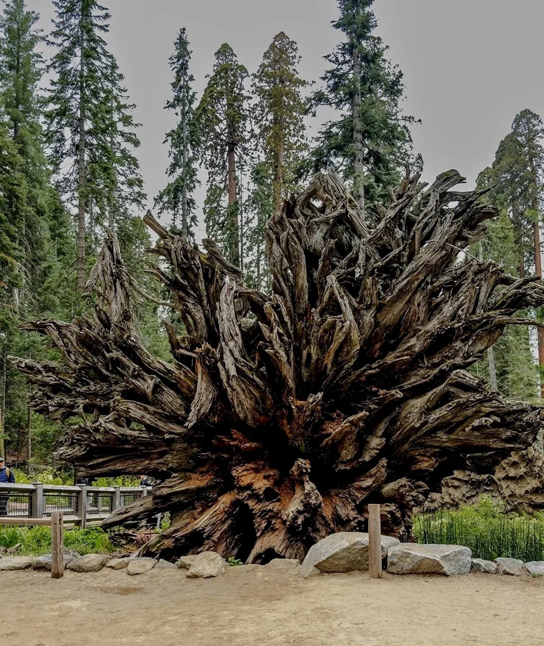 A view of a giant redwood tree's root system, visible after falling down thousands of years ago. Tall redwood trees surround the area.