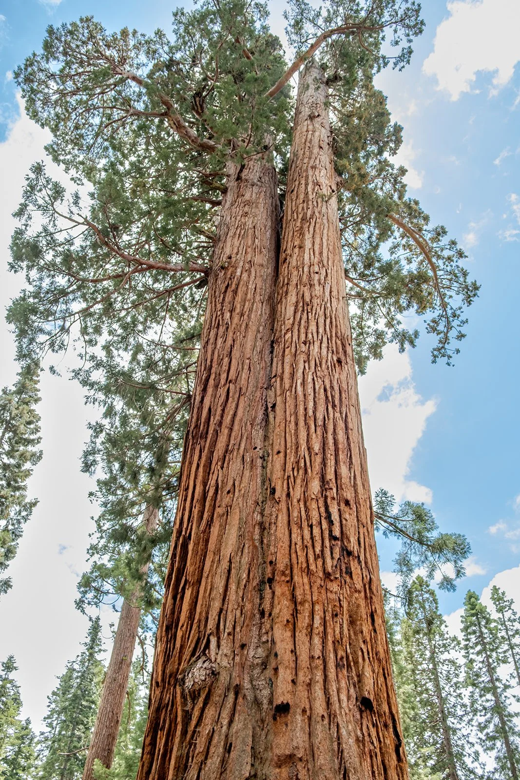 Close-up view of two tall redwood trees from below, with blue sky and scattered clouds in the background.
