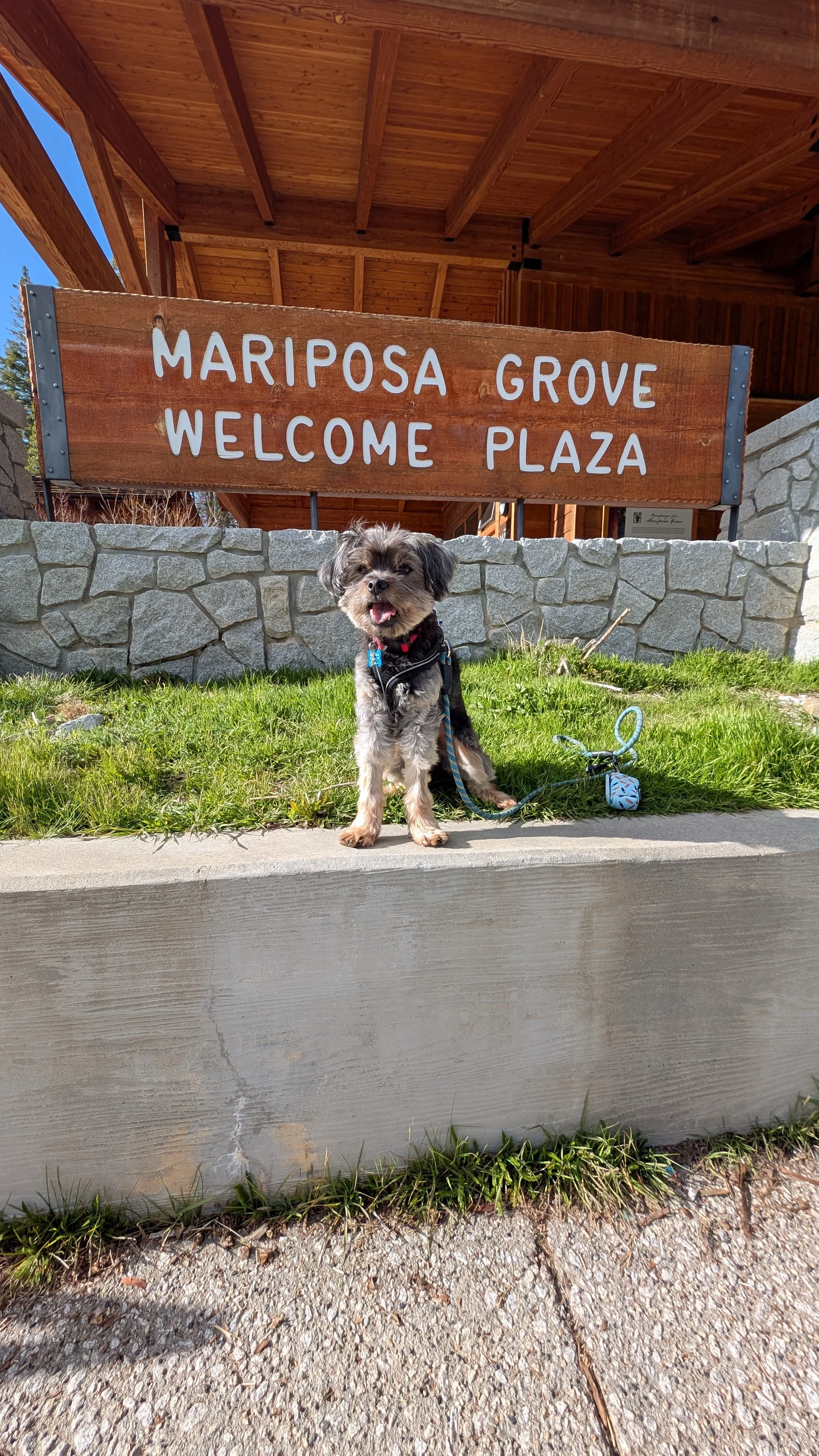 A small dog with a harness sitting on the sidewalk in front of a stone wall and a wooden sign that reads 'Mariposa Grove Welcome Plaza' under a wooden roof.