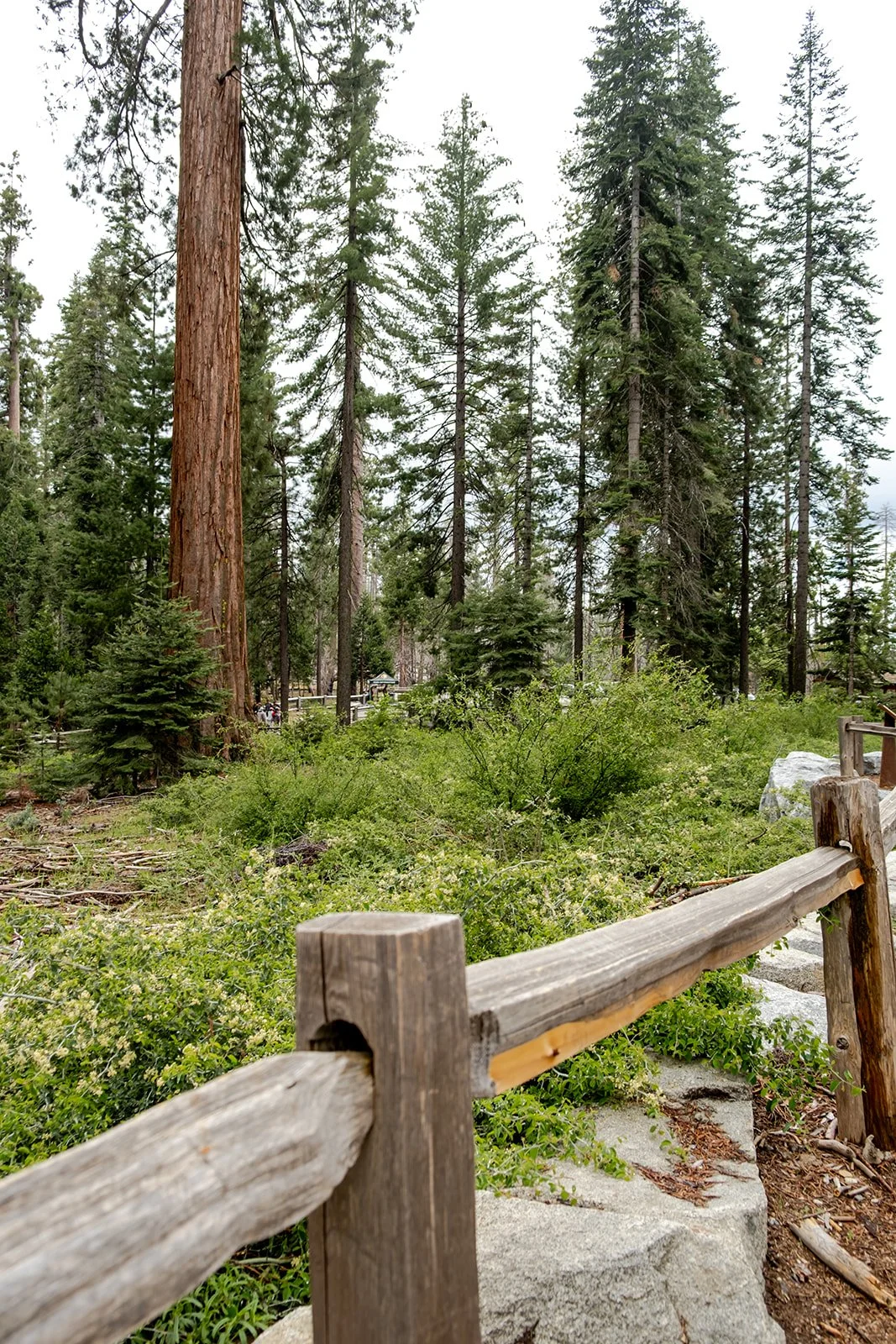A forest scene with tall pine trees, green shrubs, and a wooden railing in the foreground.