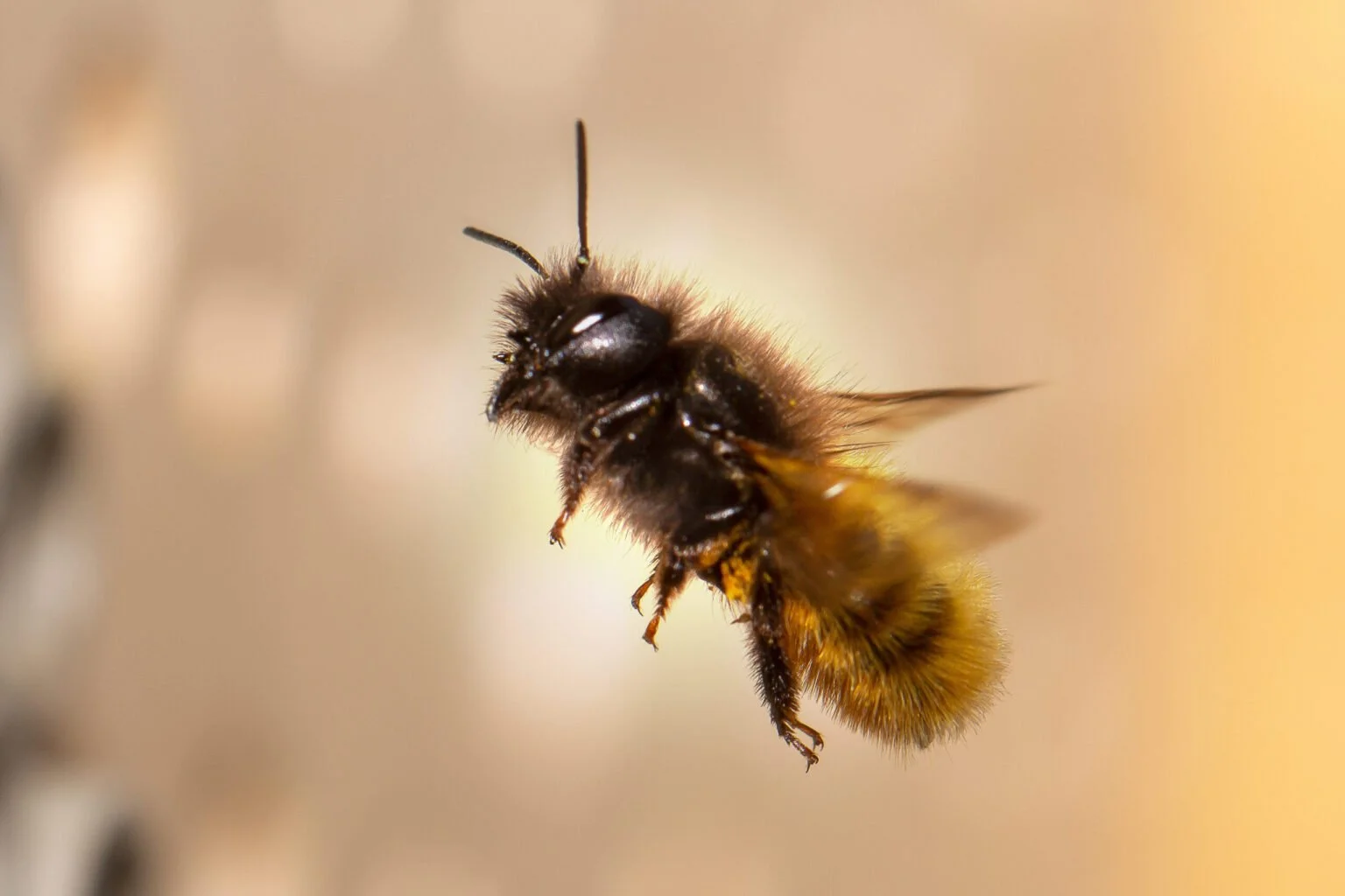 Biene Majas wilde Schwestern sind bedroht