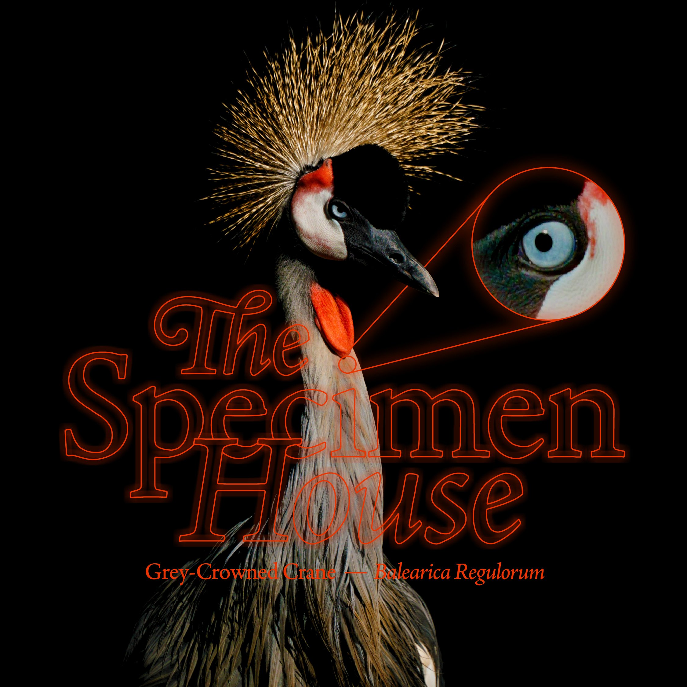 The  Specimen  House