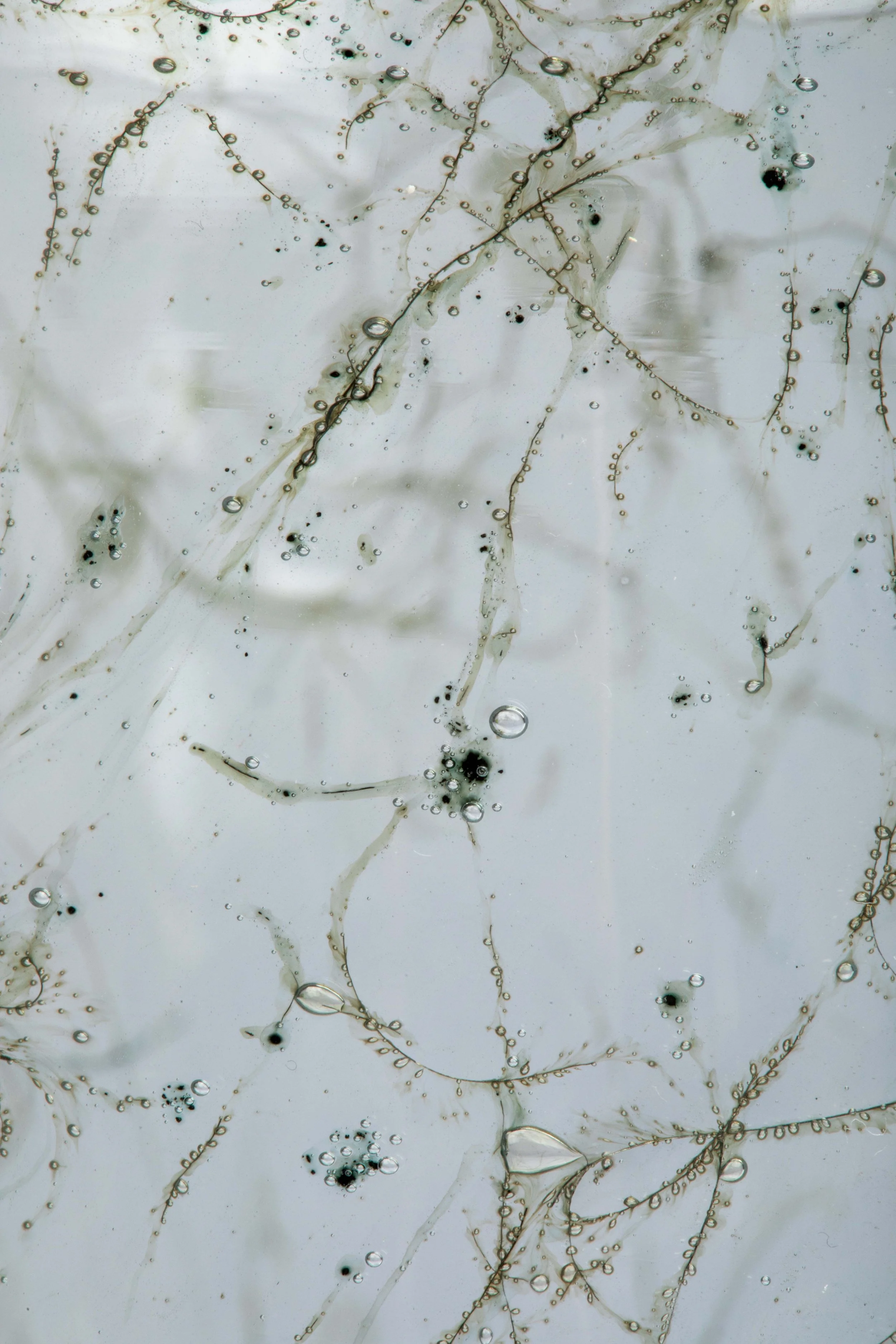 TESSA SAKHI_Tasting Threads_Murano Tableware_Alessandro Trevisan 34.jpg