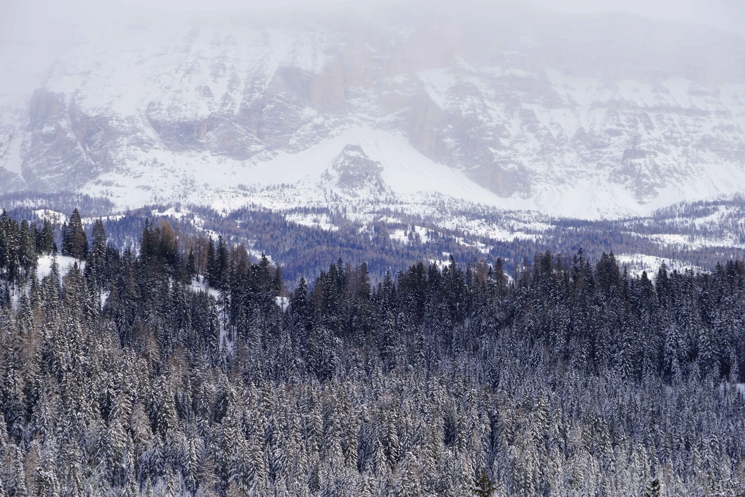 FORÊT DE BOIS - Winter Journal