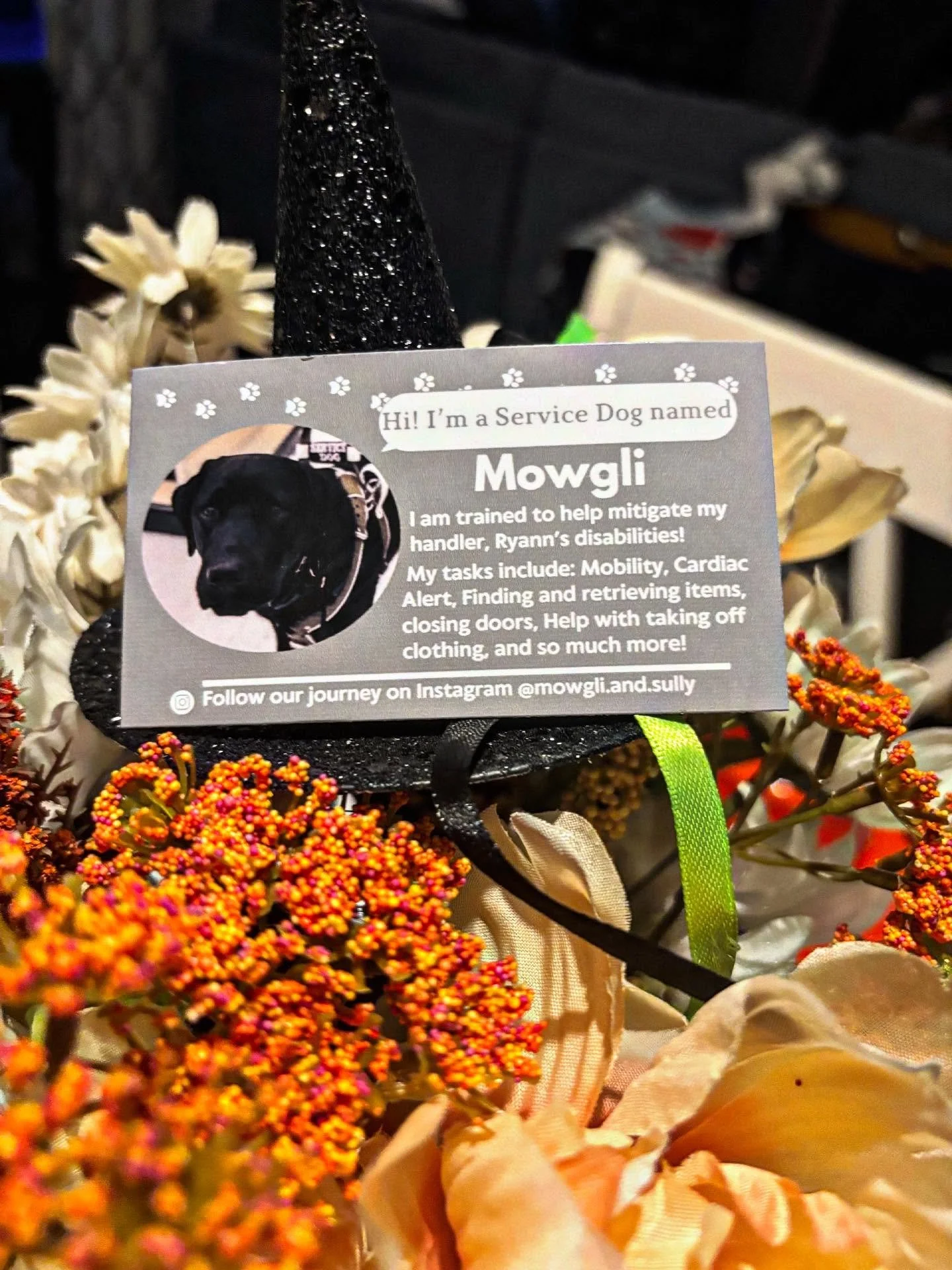 Yay it&rsquo;s finally the &ldquo;ber&rdquo; months!!! 👻 🎃 

Some customs from this week! :) swipe to see the ceo munching on a snack&hellip;. 

#sprinksandrosieco #servicedogsofinstagram #sdit #sd #assistancedogs #servicedogssavelives #youmatter #