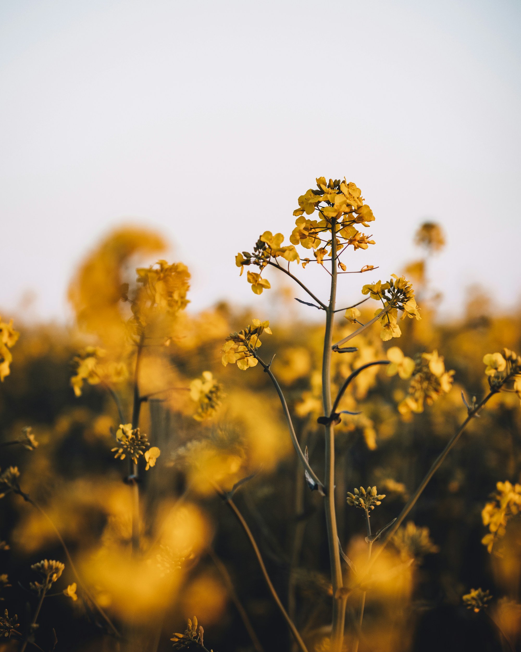 unsplash-image-RrgM9XPBGKY.jpg